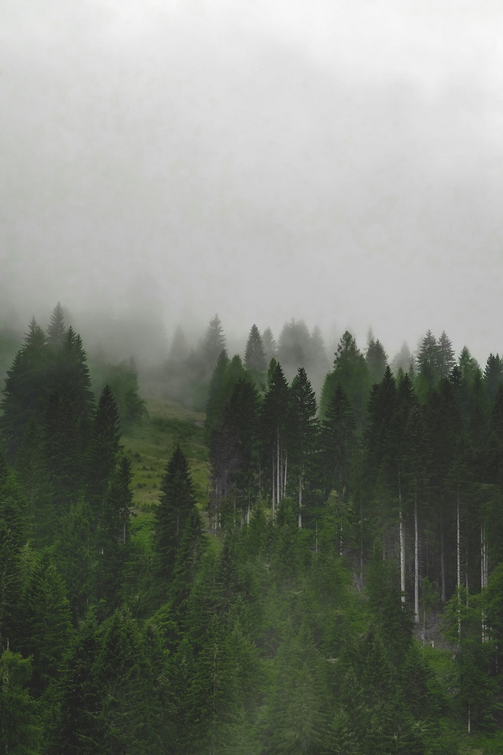 green pine trees under white sky during daytime