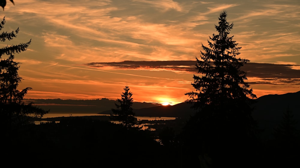 silhouette of trees during sunset