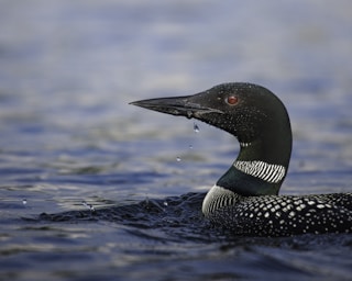 black and white duck on water