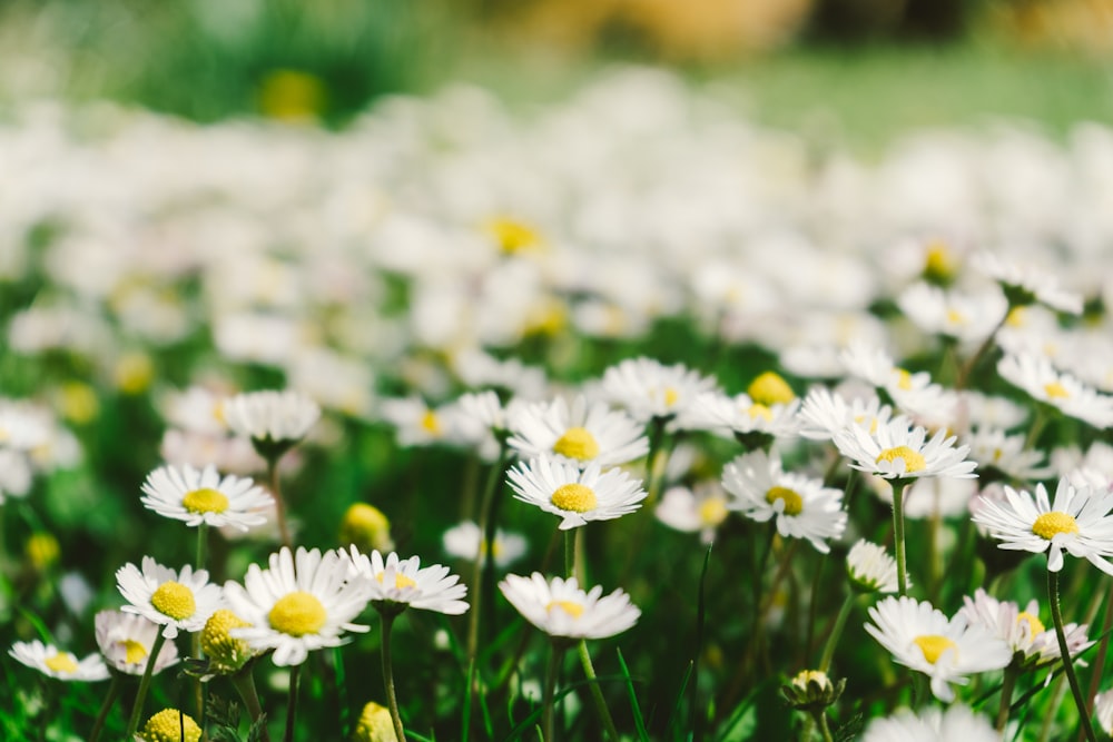 white daisies in bloom during daytime