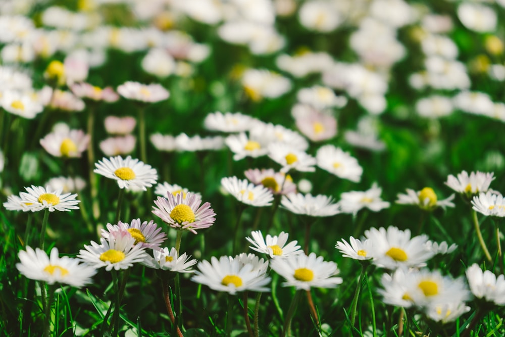 white daisies in bloom during daytime