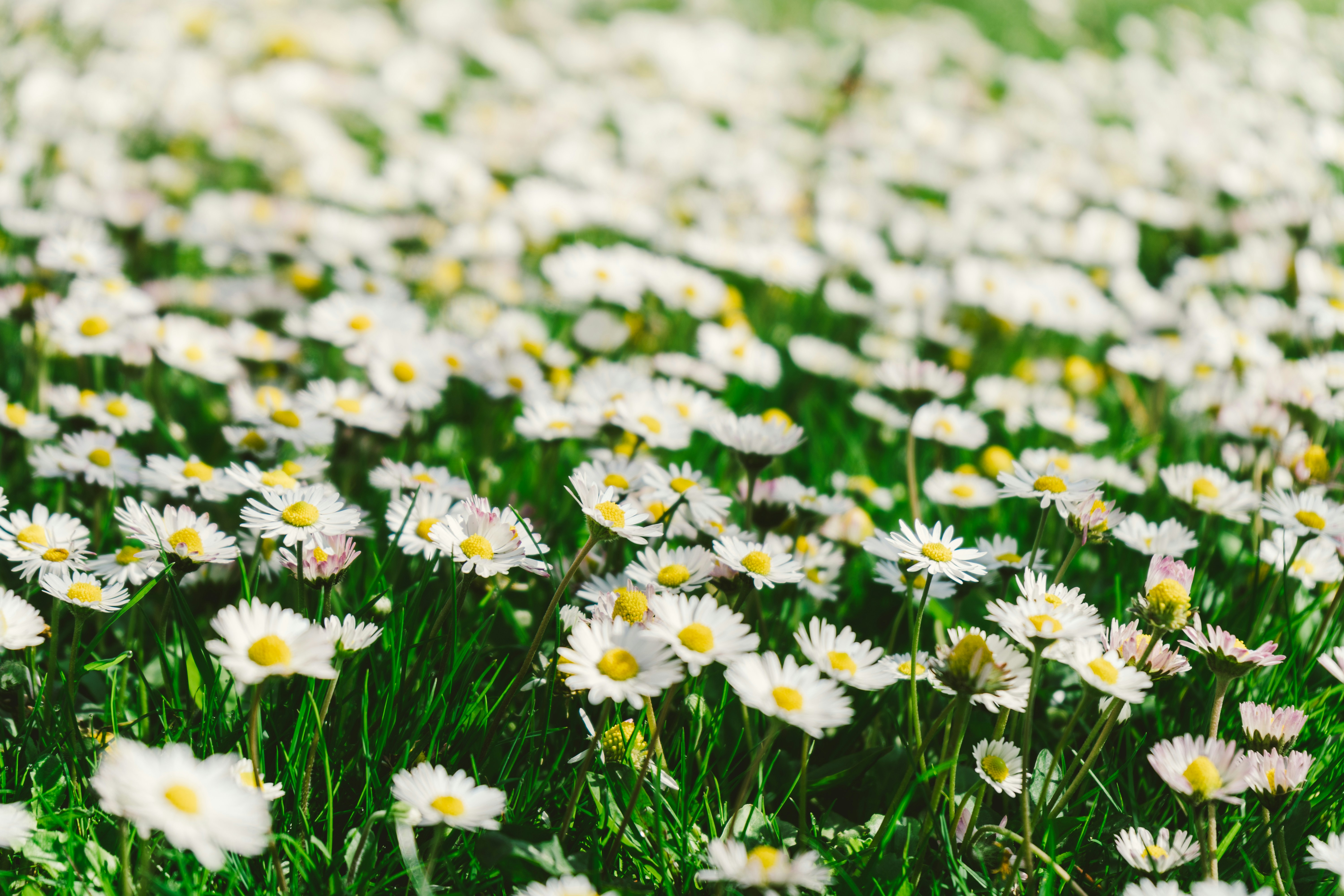 Photo by thestefankostic