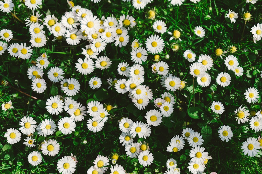 white and yellow daisy flowers