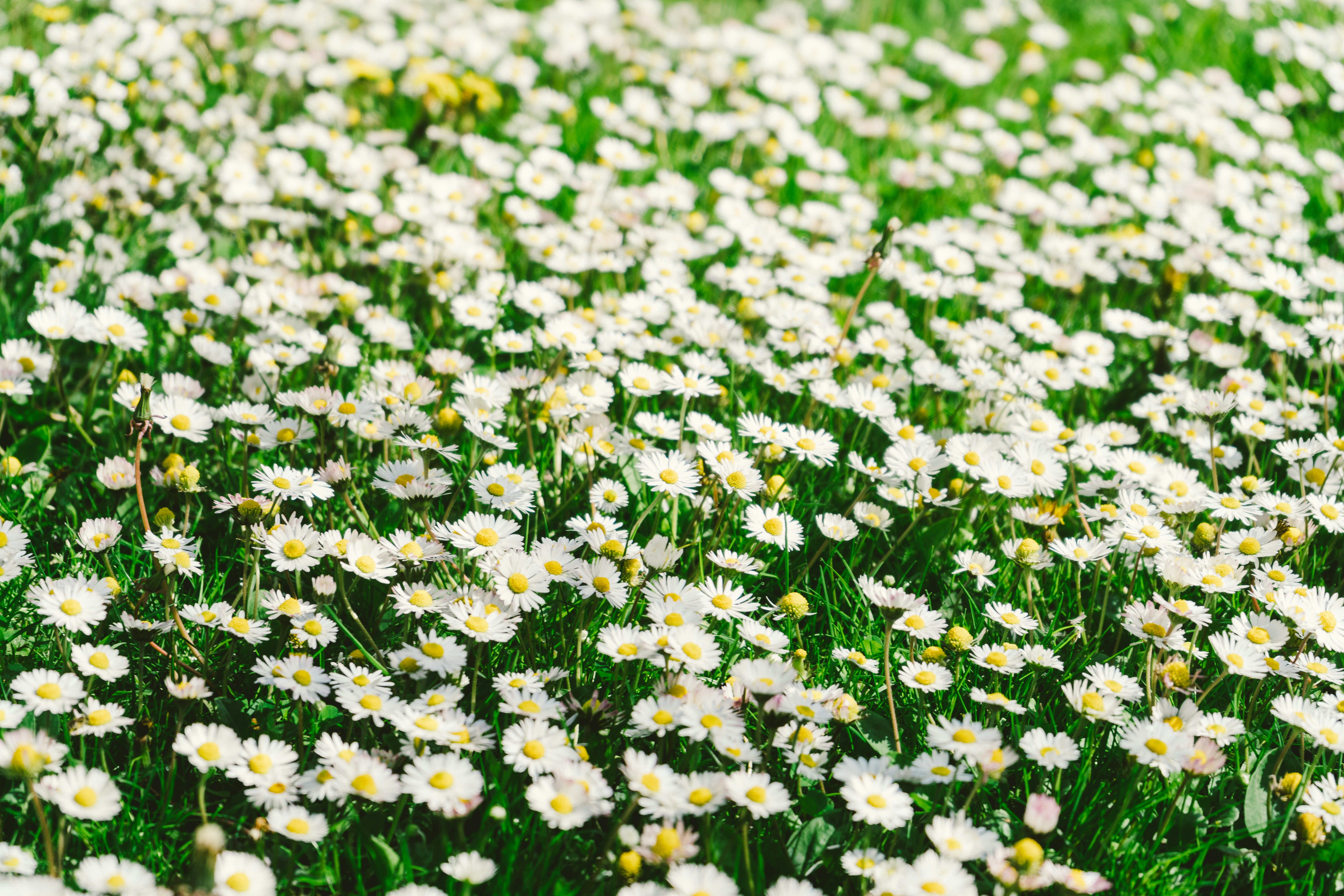 Photo by thestefankostic