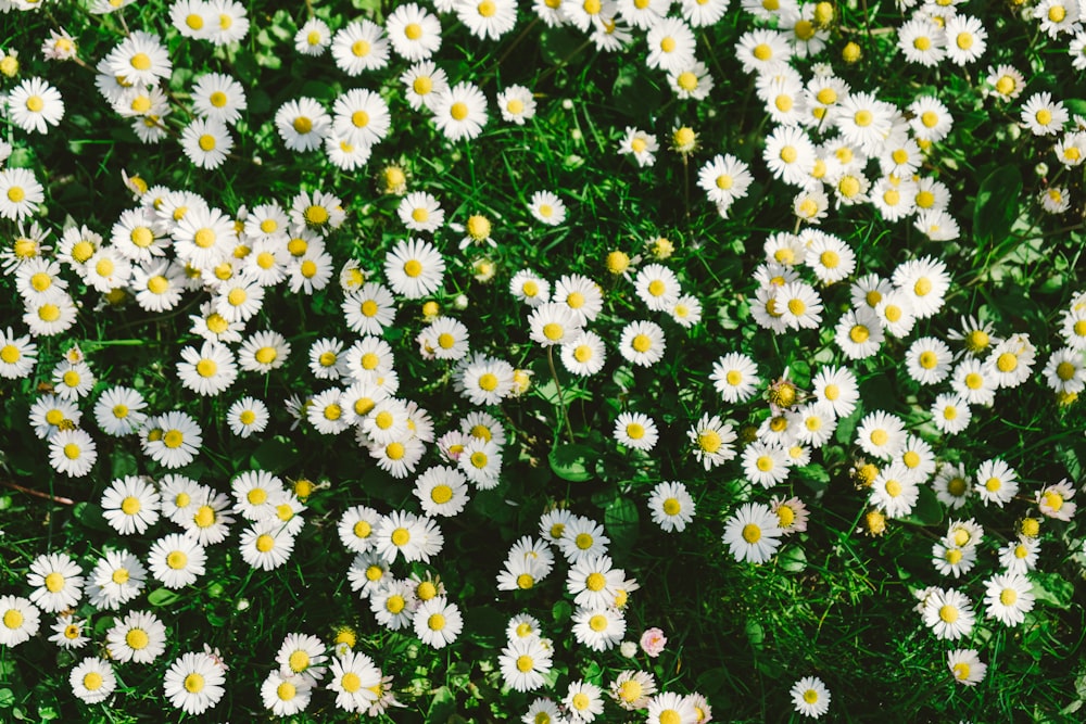 white and yellow flowers during daytime