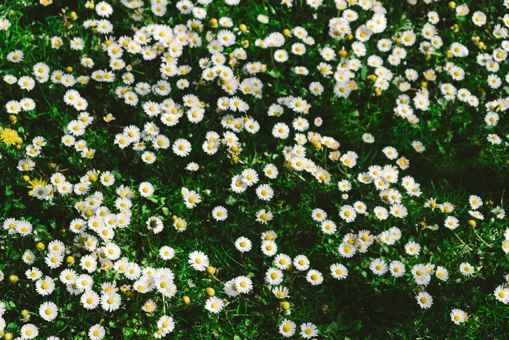 white flowers with green leaves