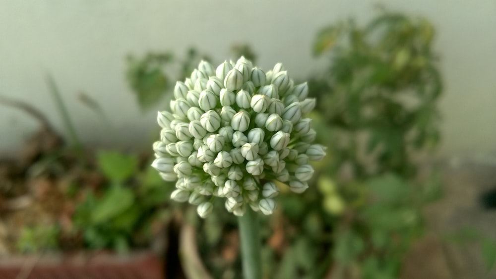 white flower in tilt shift lens