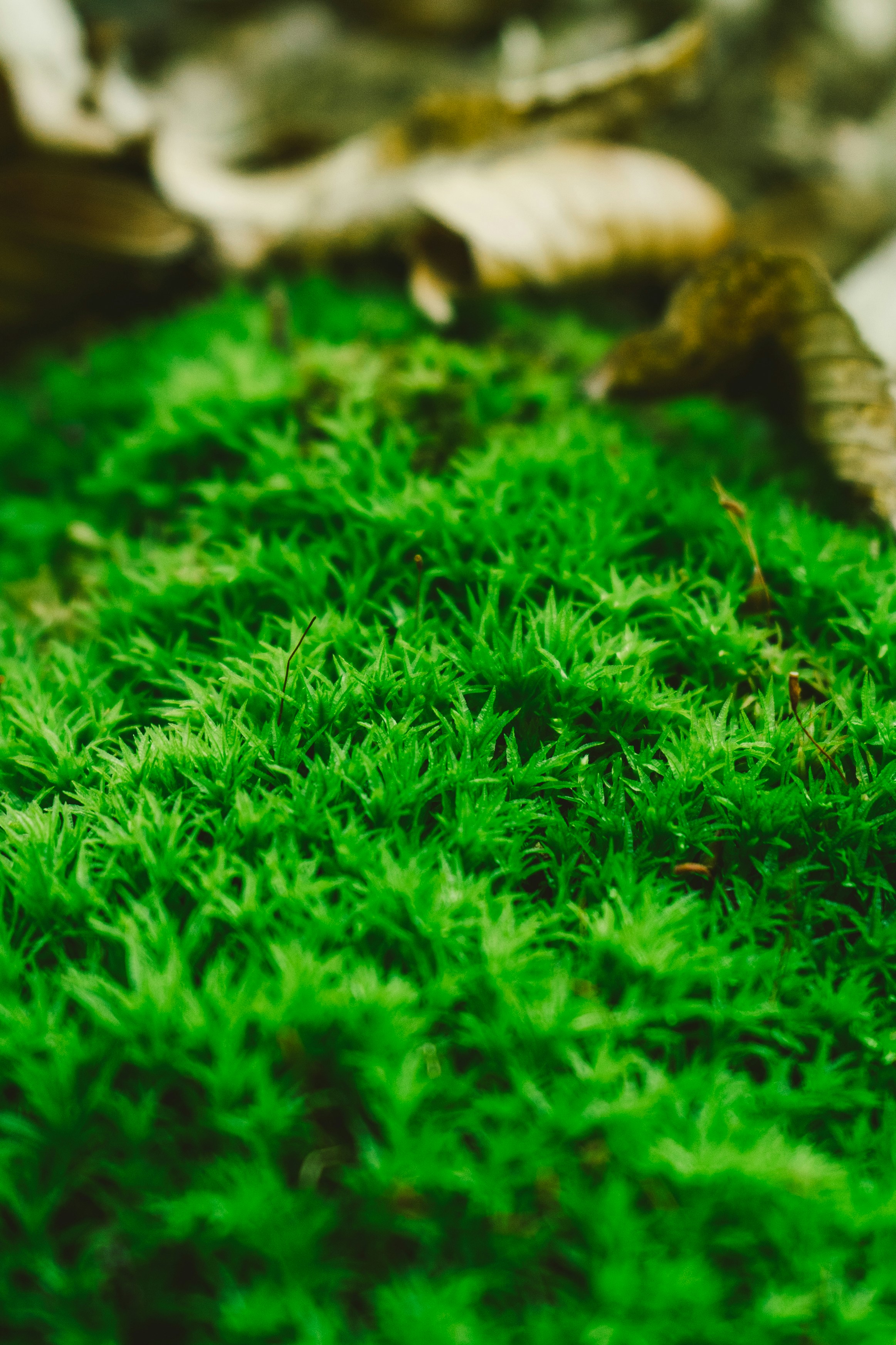 Photo by thestefankostic