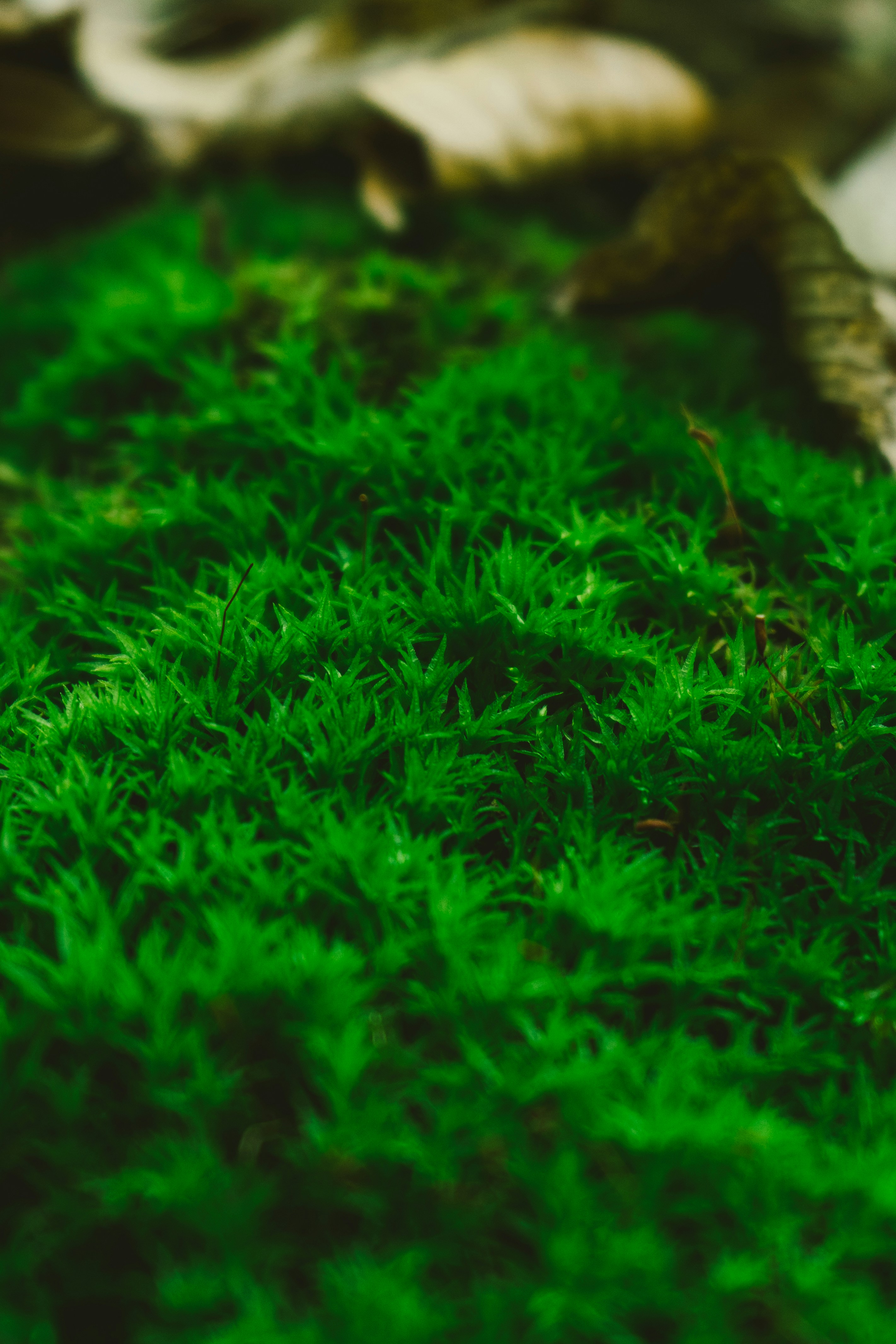 Photo by thestefankostic