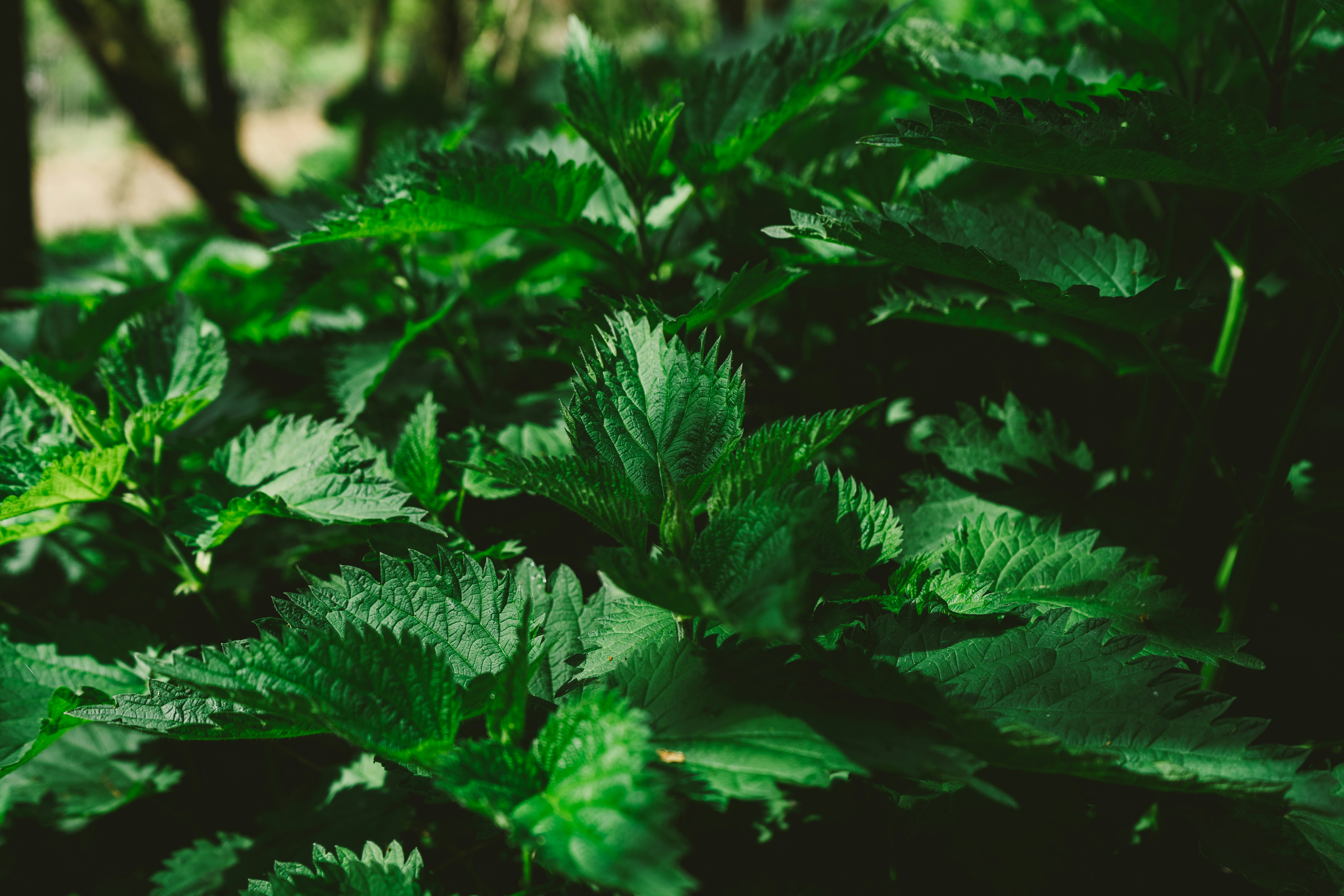 Photo by thestefankostic