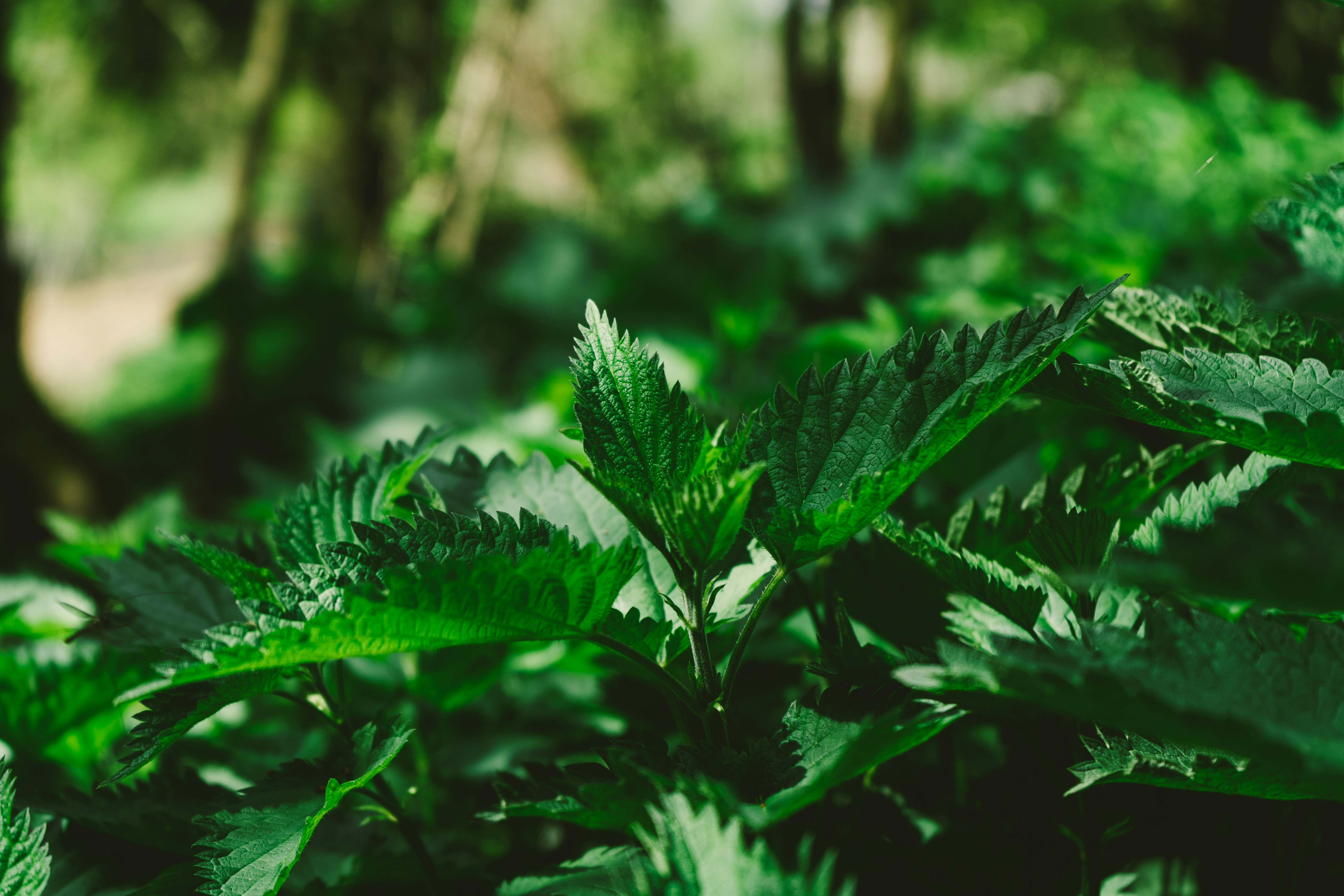 Photo by thestefankostic