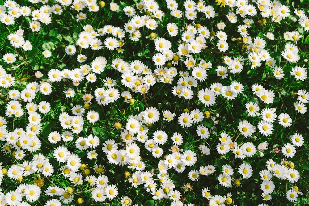 white and yellow flowers during daytime