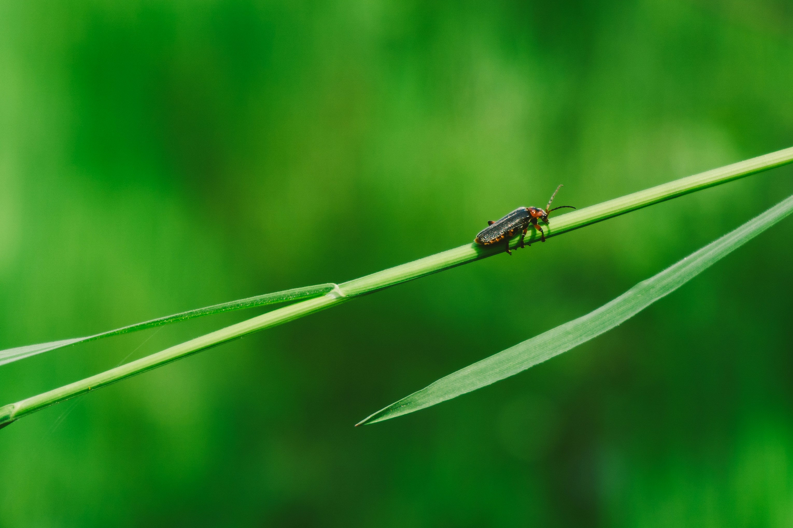 Photo by thestefankostic