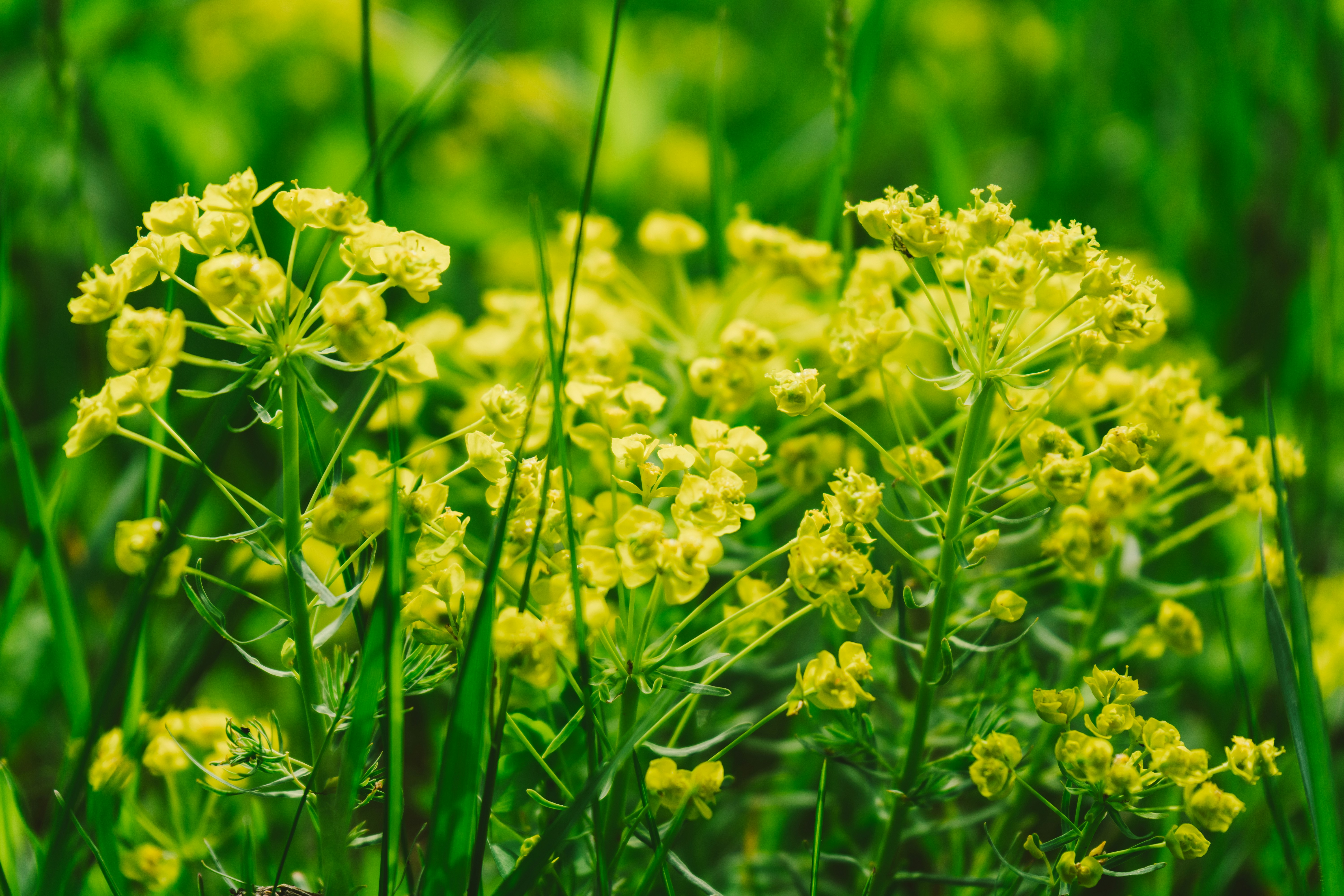 Photo by thestefankostic