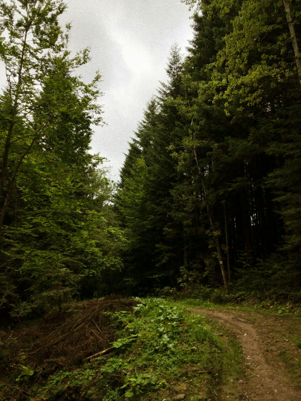 green trees under white sky during daytime