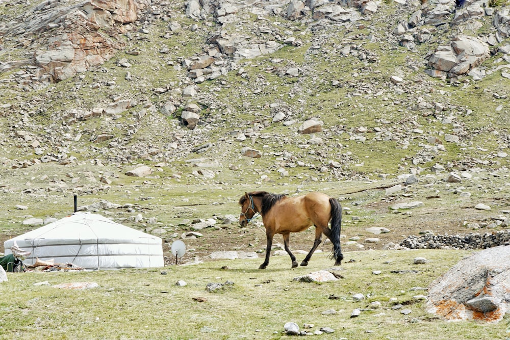 brown horse on green grass field during daytime