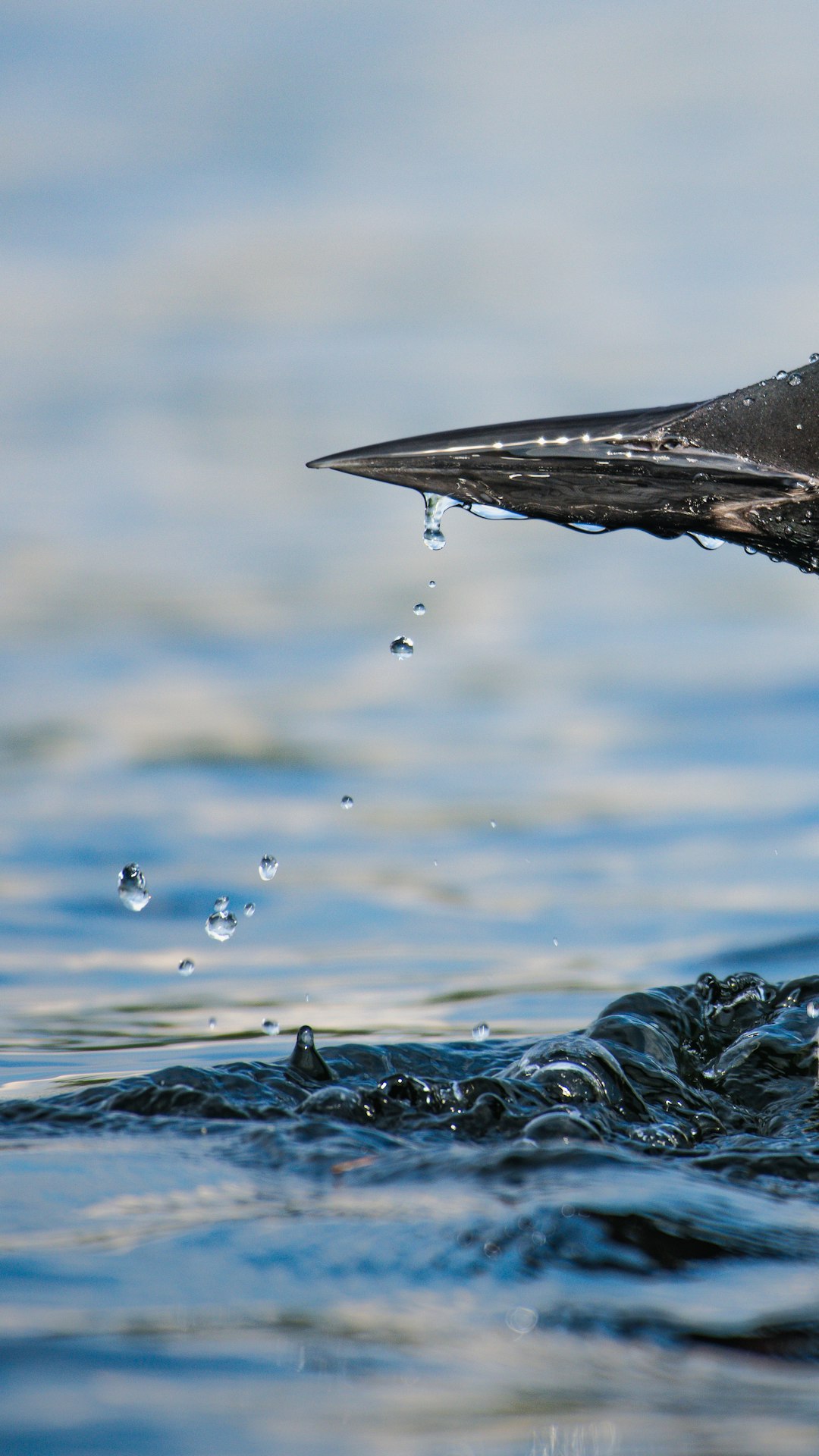 black fish on water during daytime