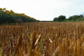 A close-up view of a recently harvested field with stubble remaining on the ground. Sunflowers can be seen in the background, stretching into the distance, under a partly cloudy sky.