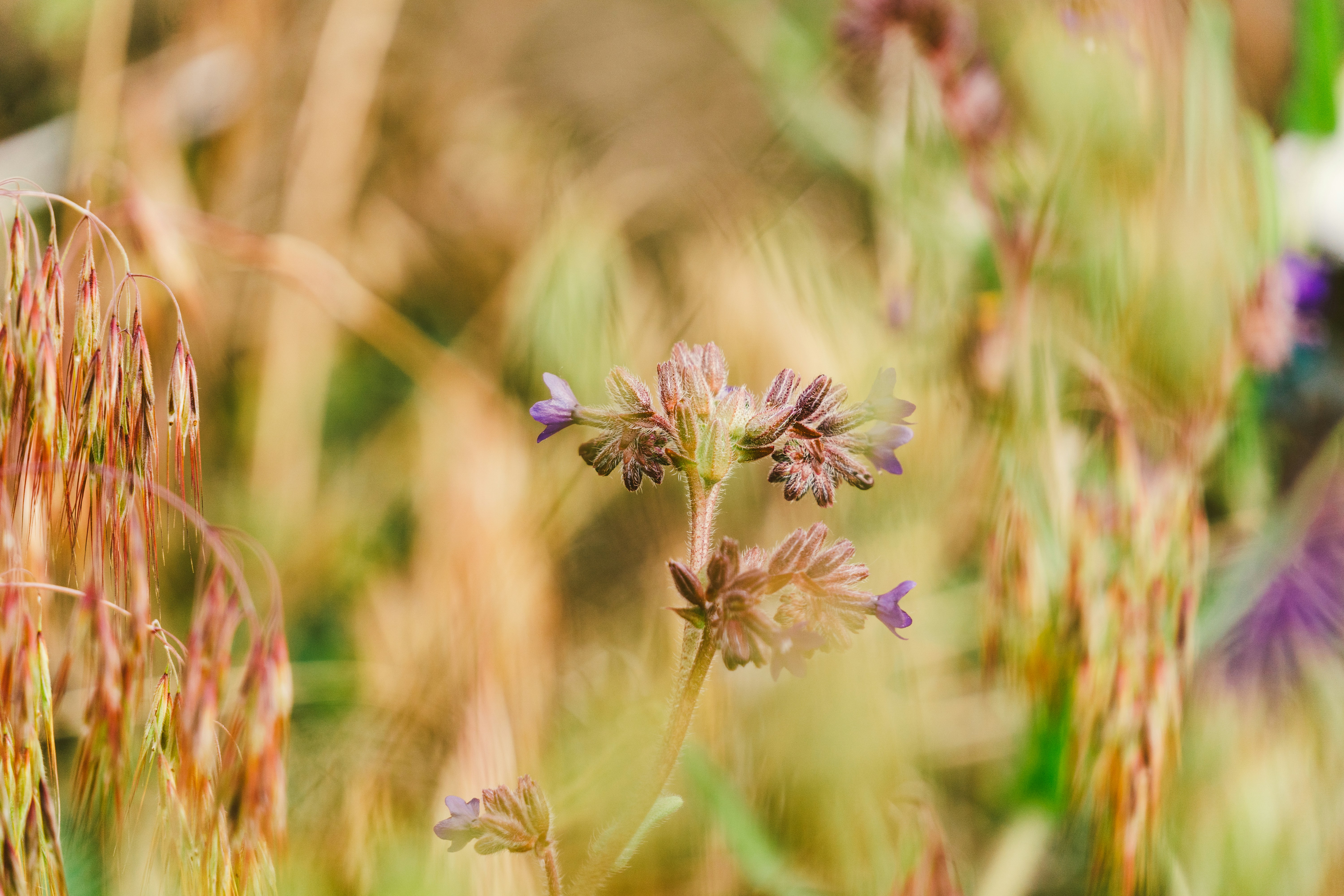 Novi Sad – Activities & Attractions