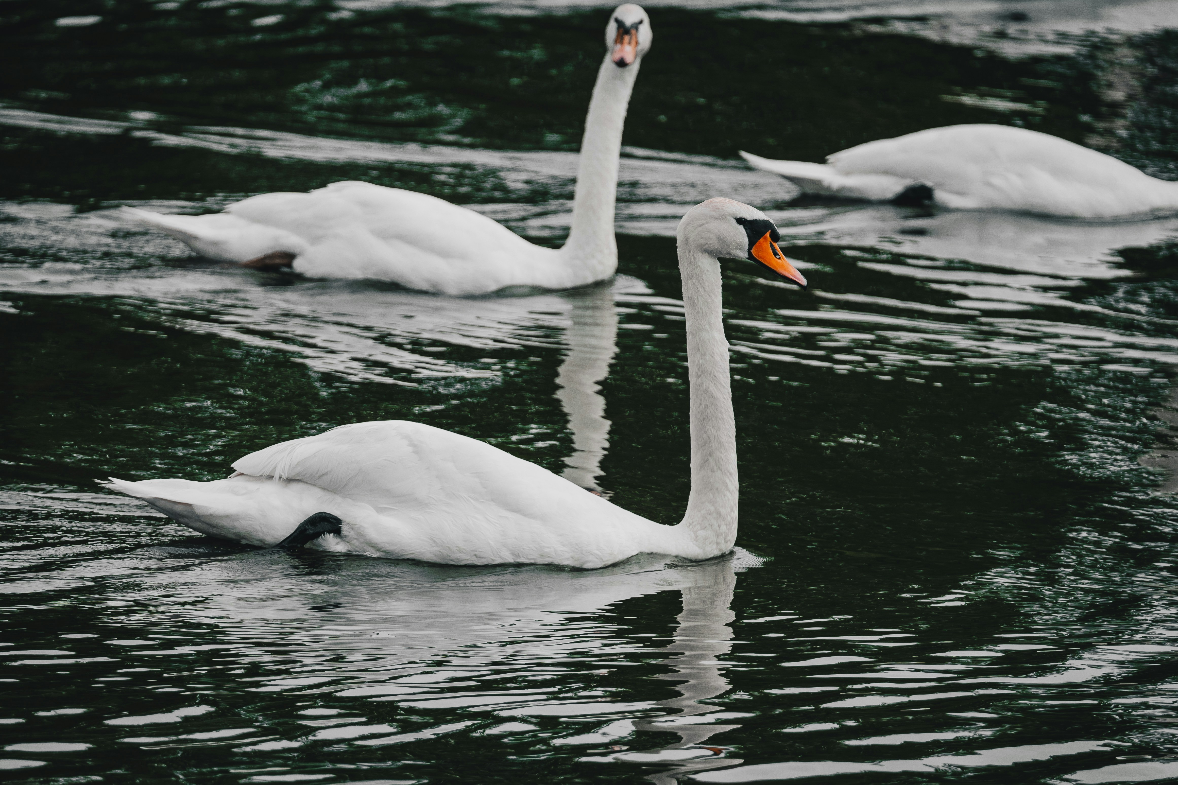 Photo by thestefankostic