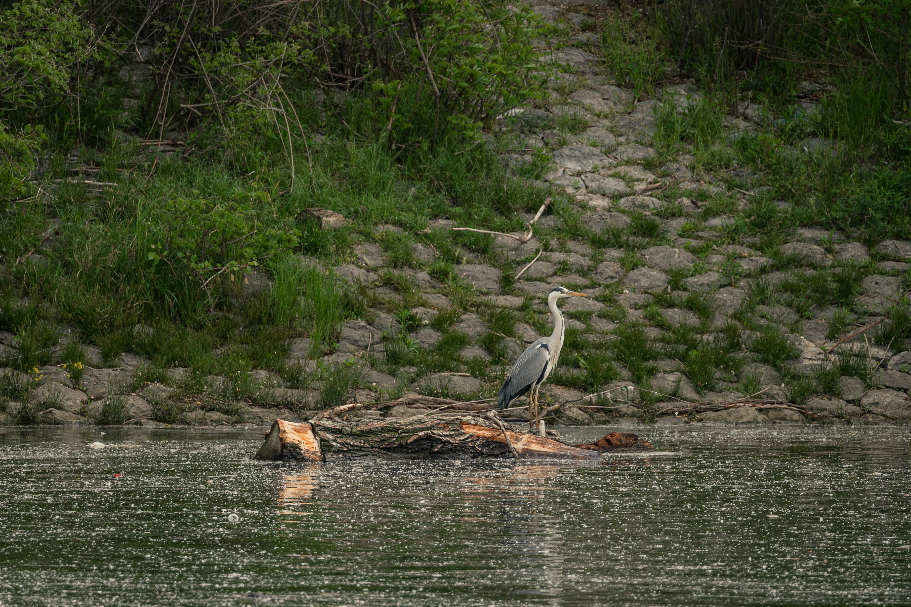 Photo by thestefankostic