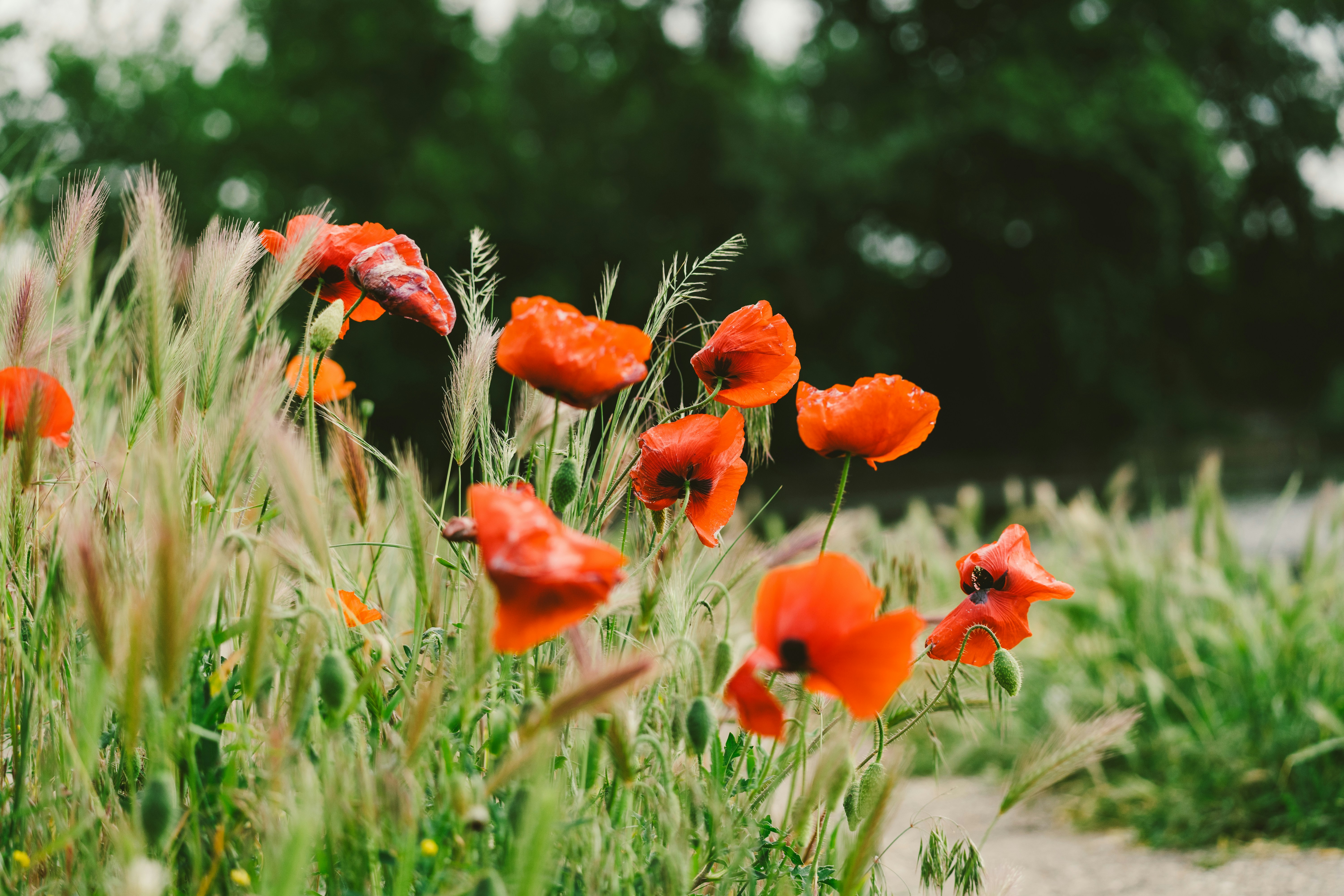 Novi Sad – Final Summary