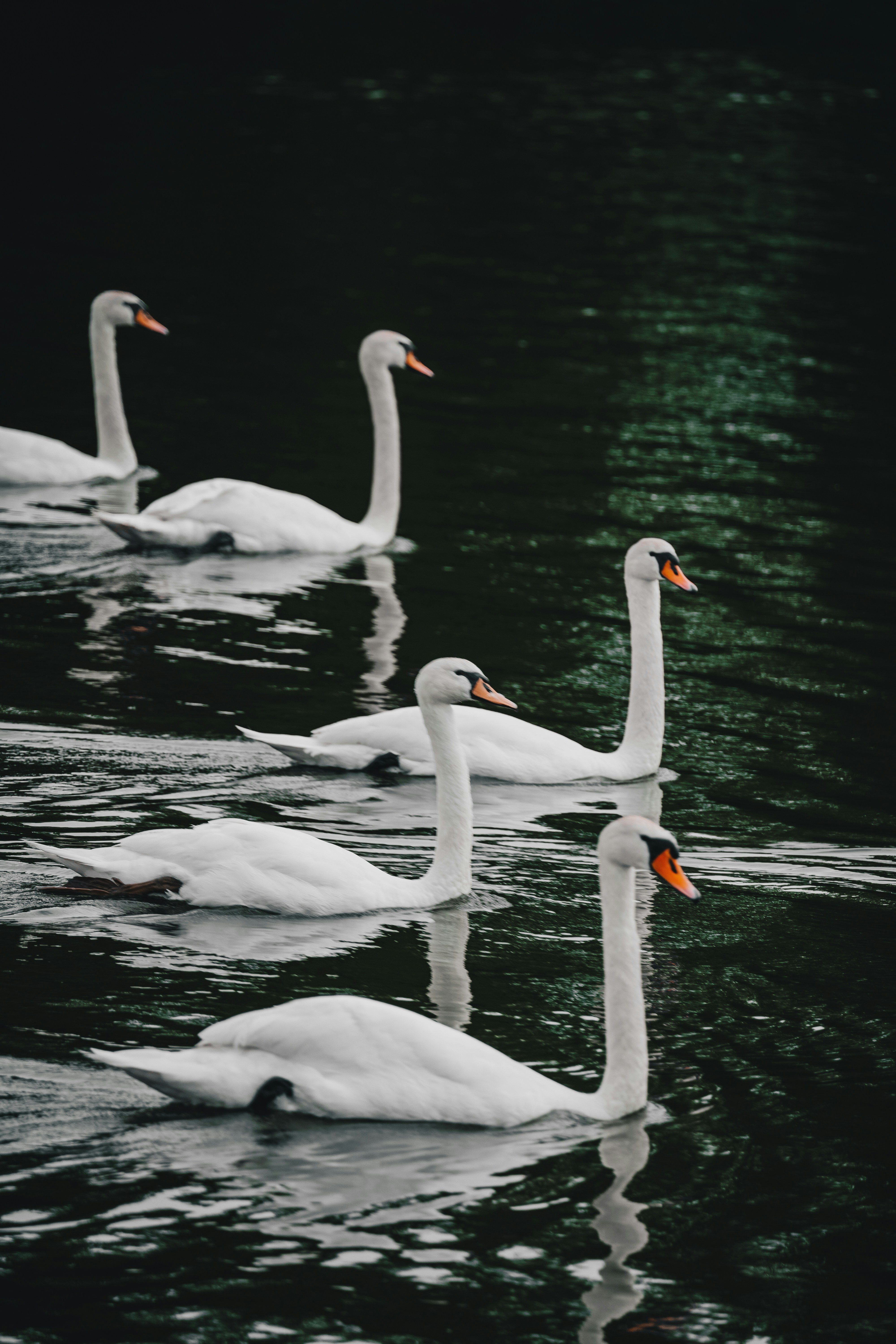 Photo by thestefankostic