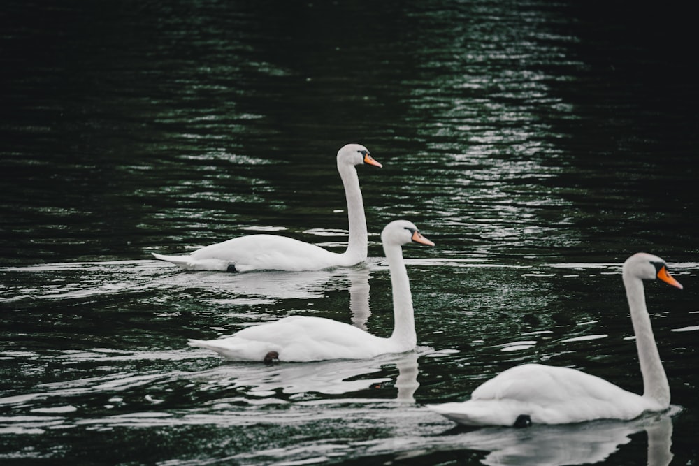 white swan on body of water during daytime