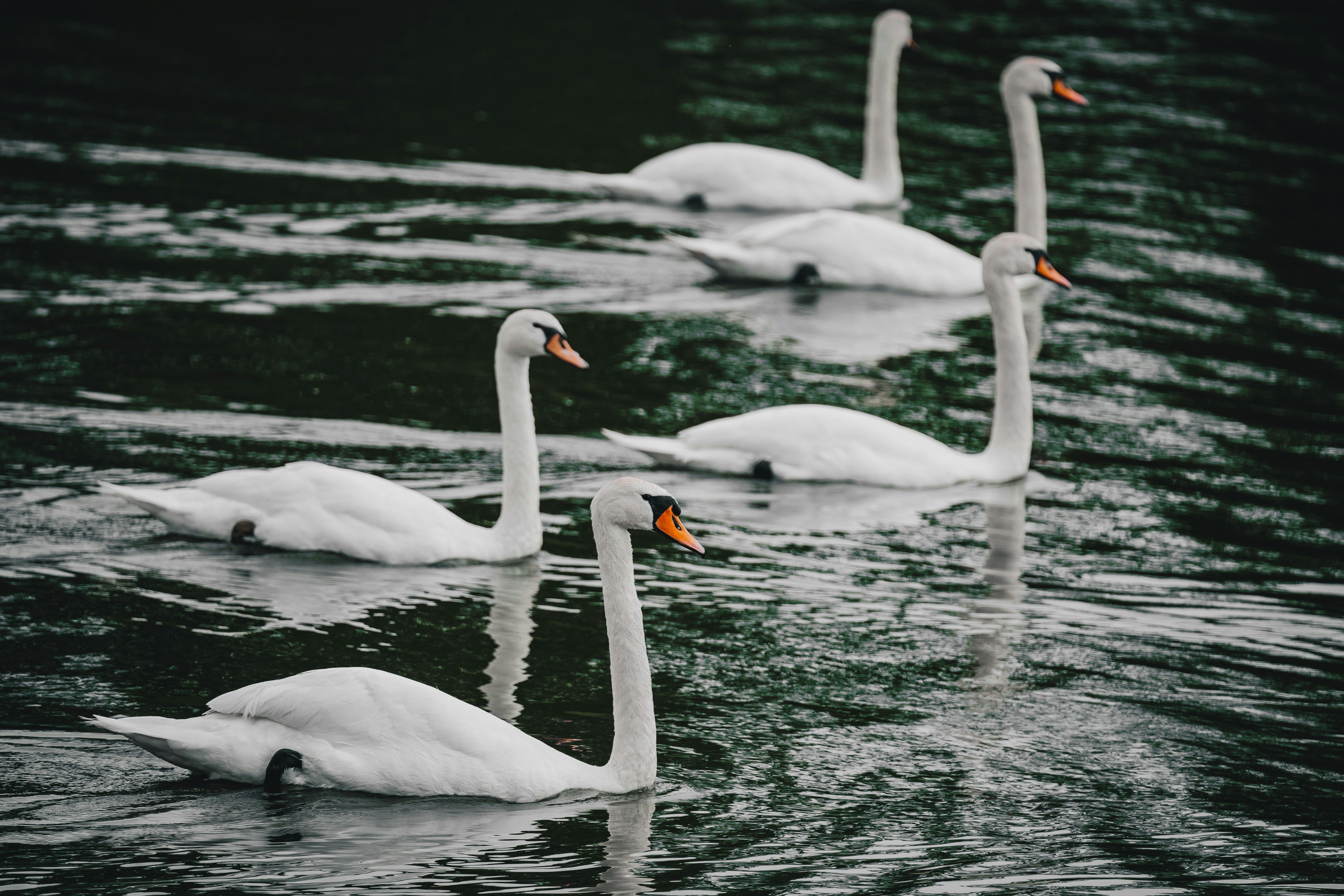 Photo by thestefankostic