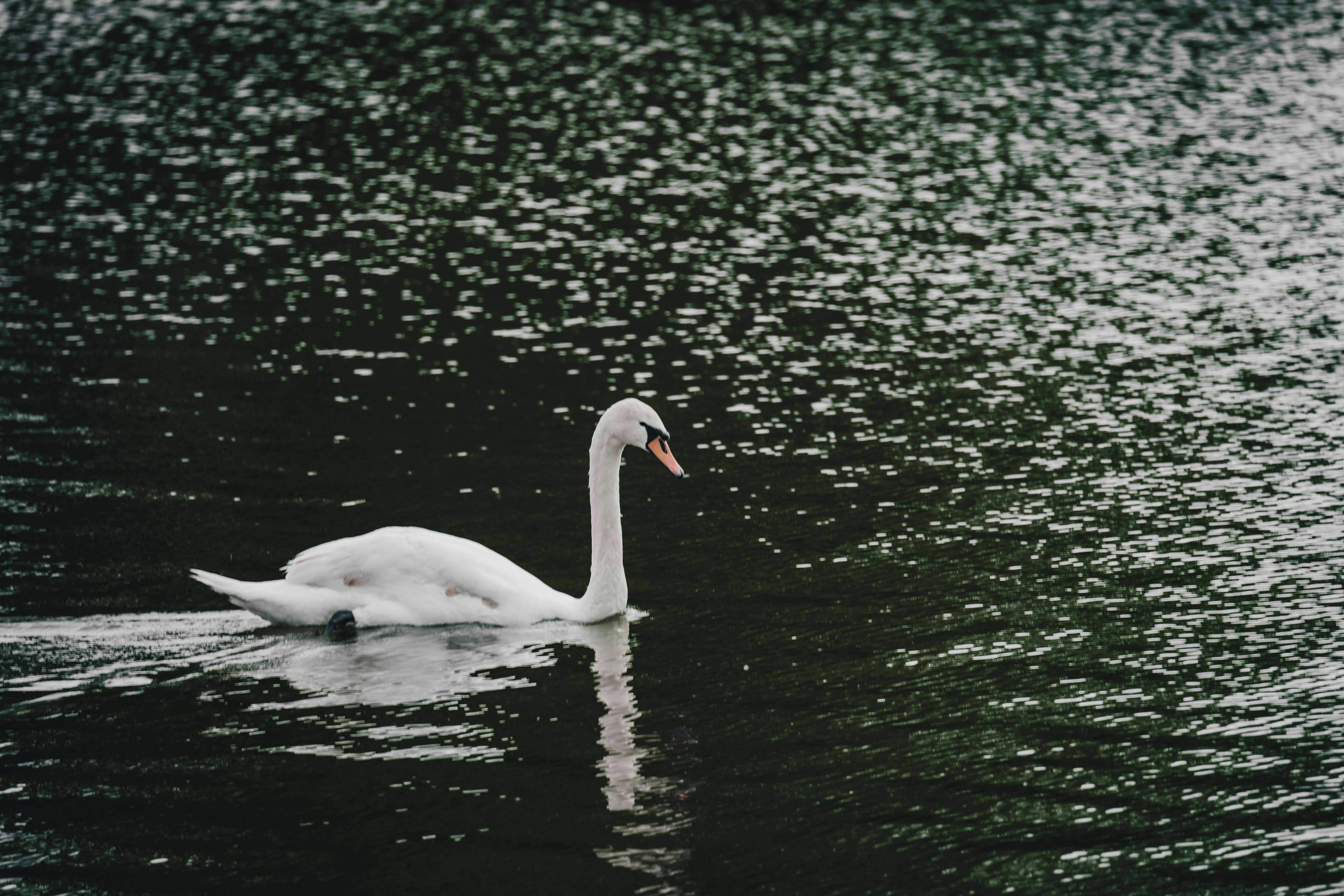 Photo by thestefankostic