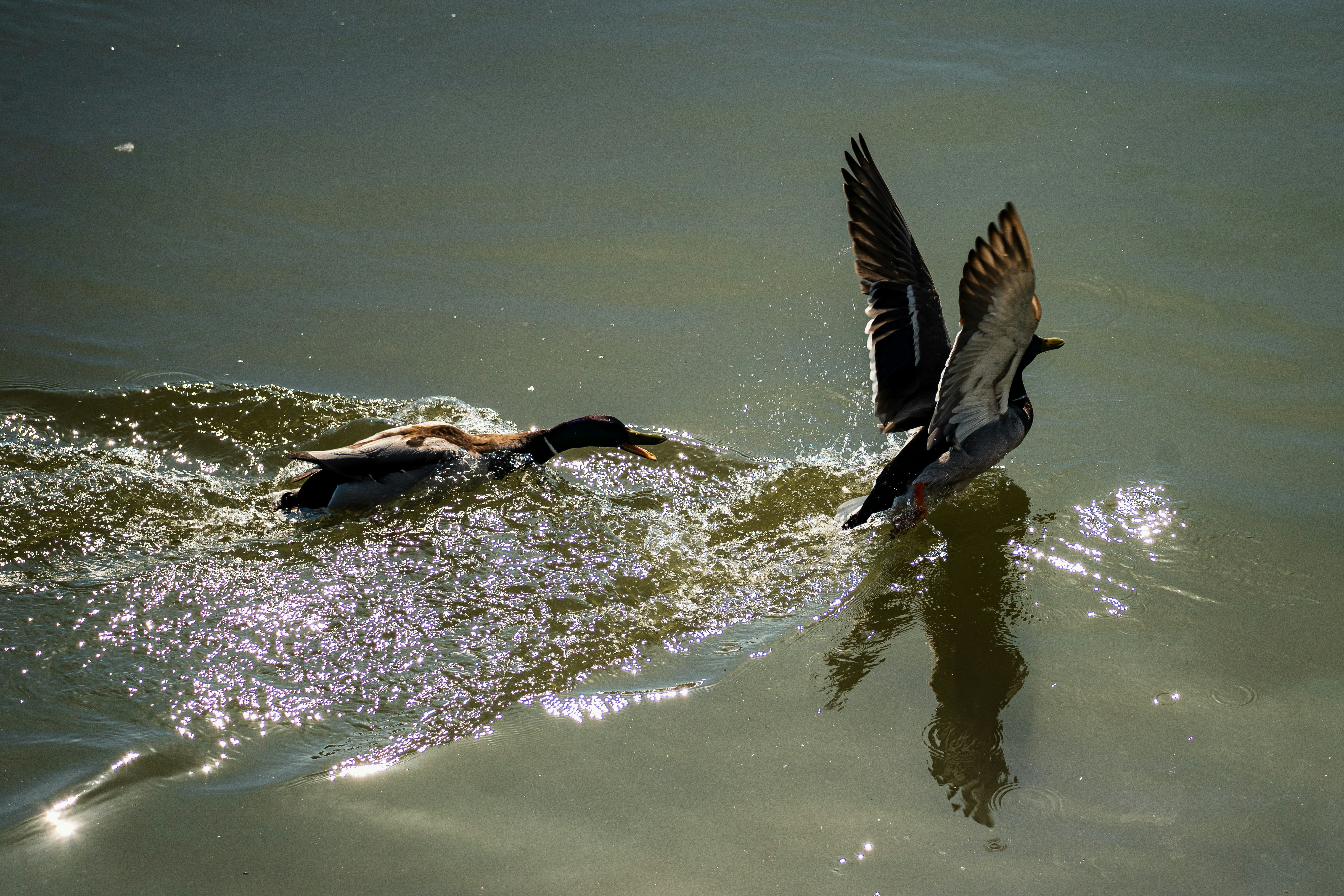 Photo by thestefankostic