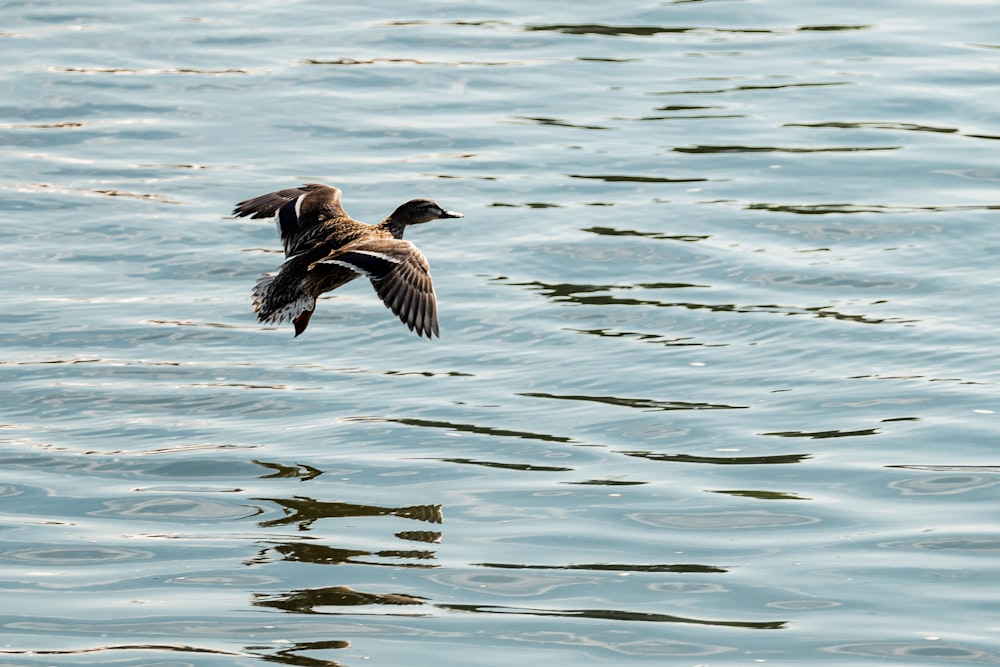 brown and black bird flying over the sea during daytime