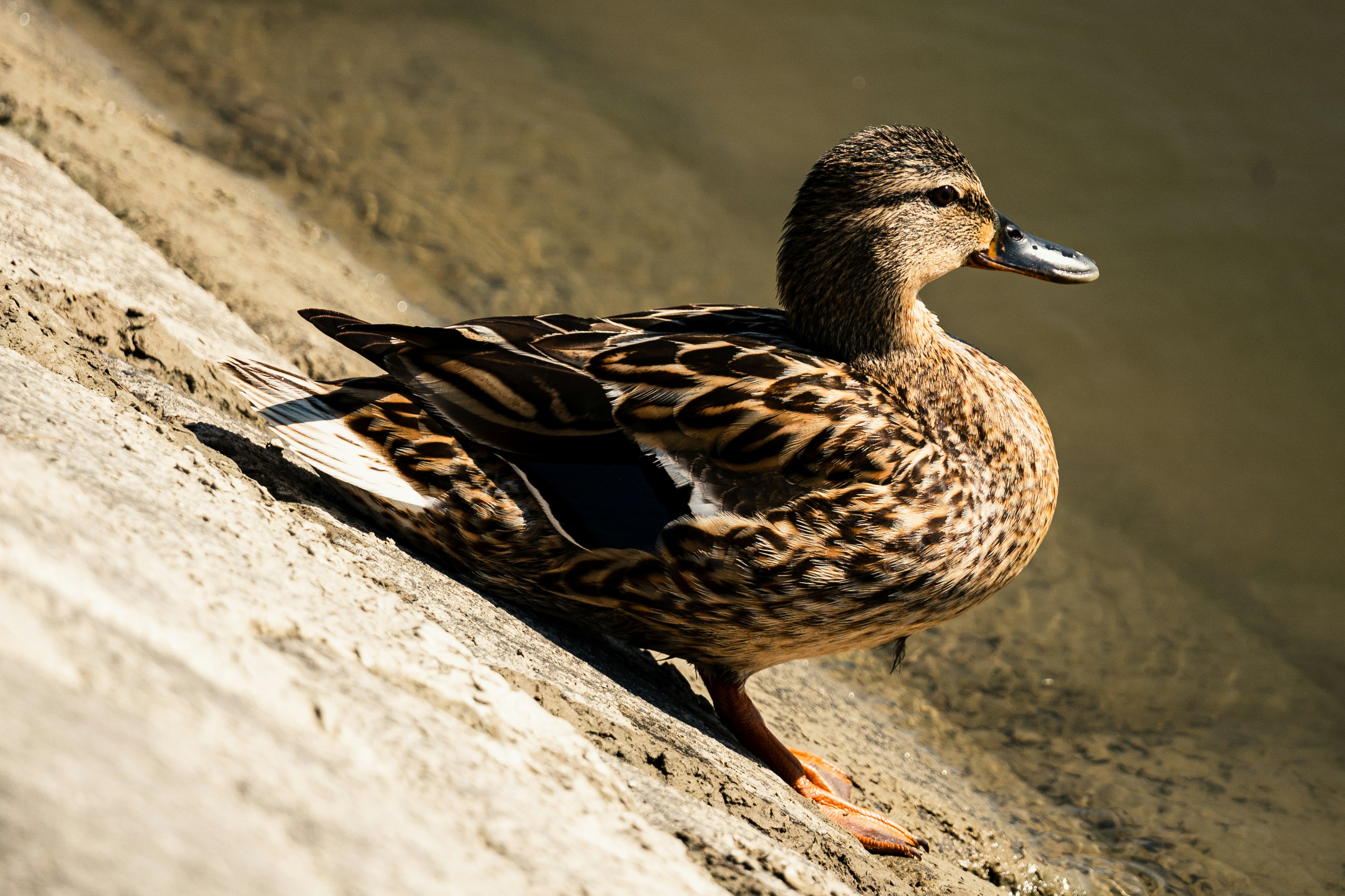 Photo by thestefankostic