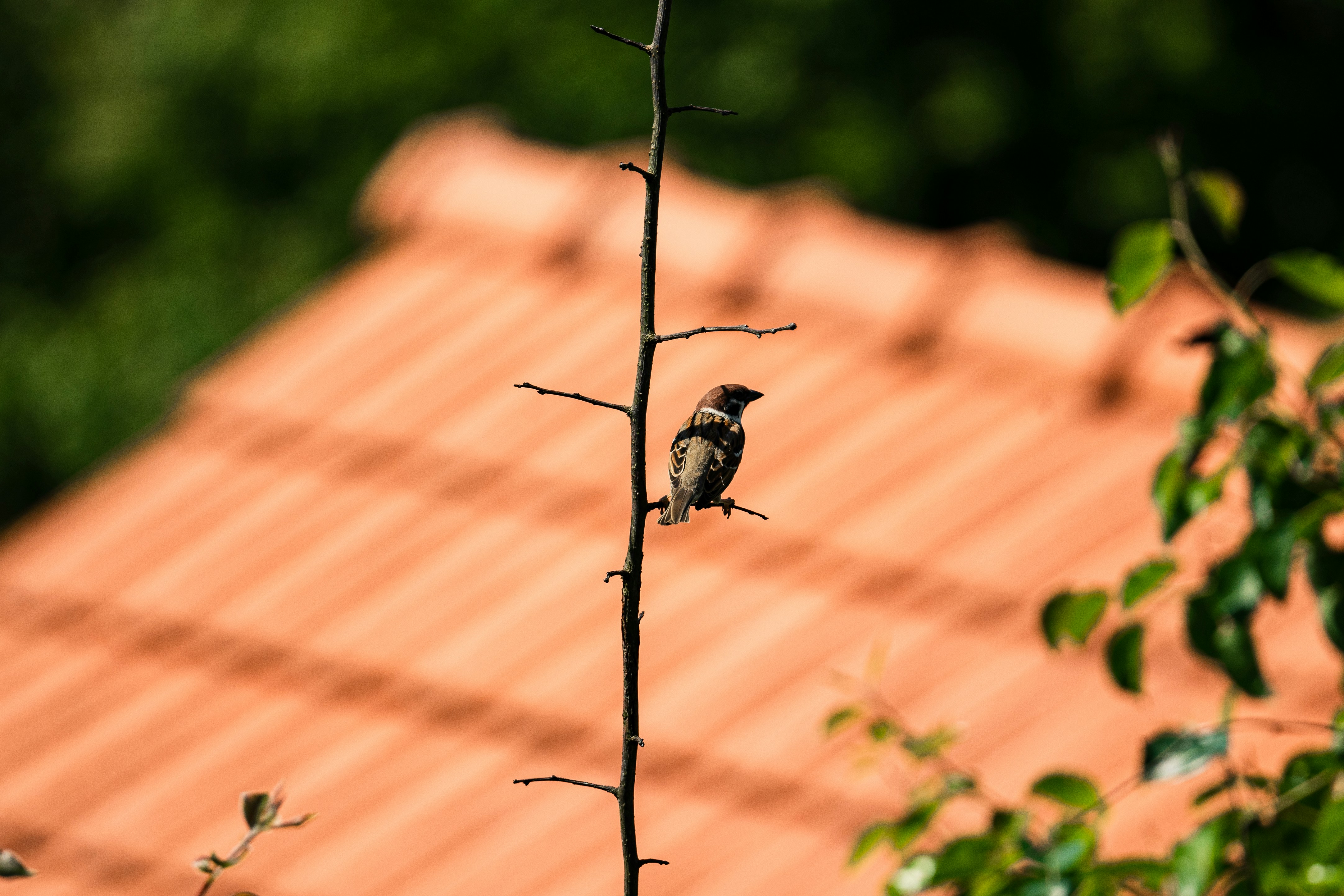 Photo by thestefankostic