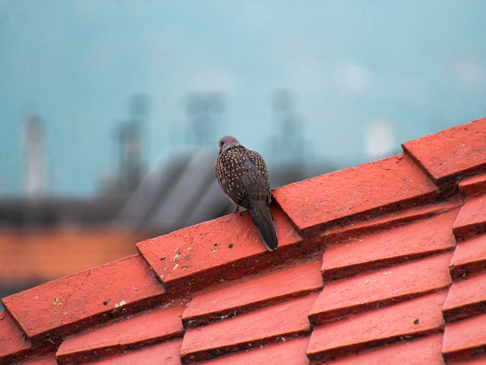 brown bird on roof during daytime