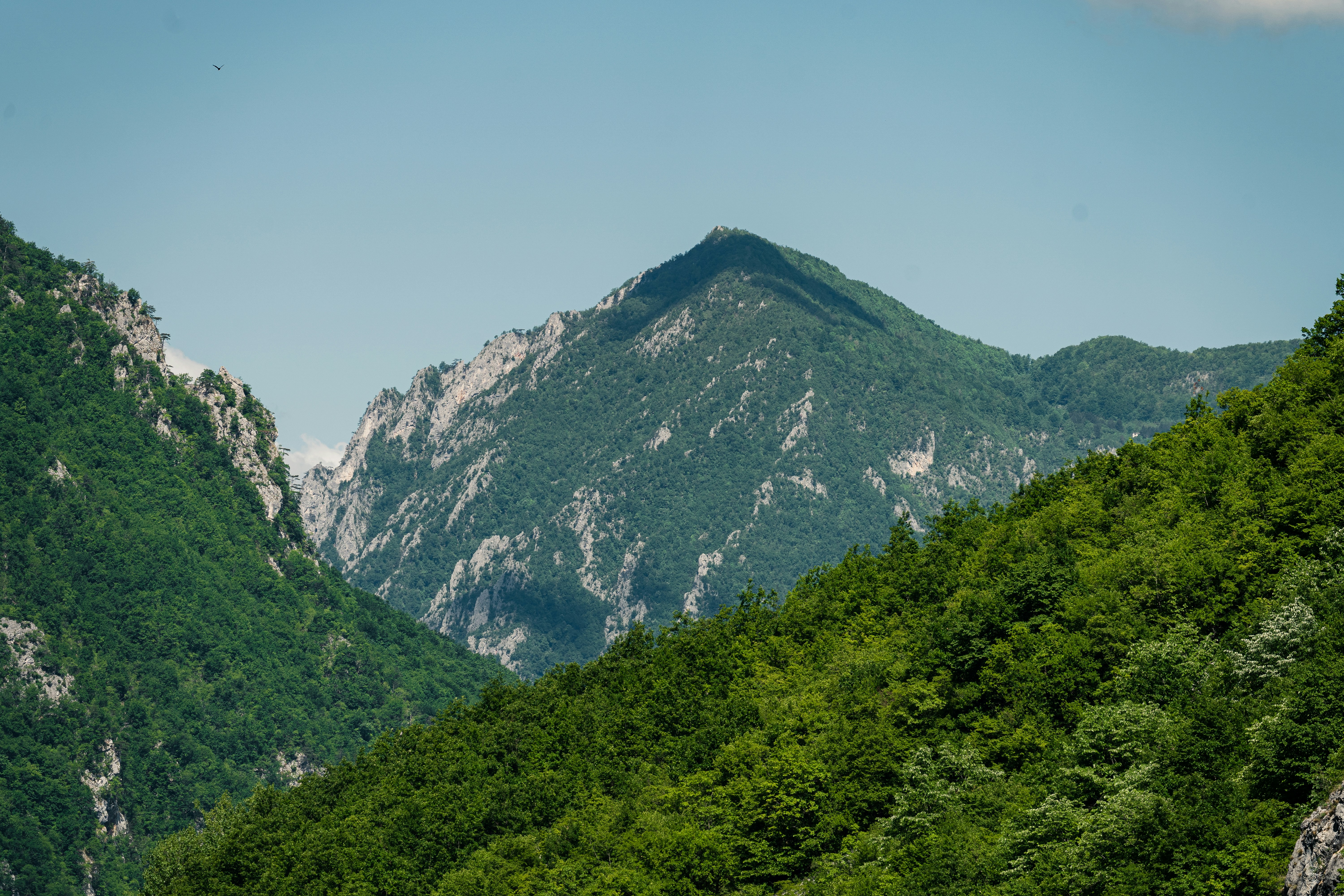 green trees on mountain during daytime