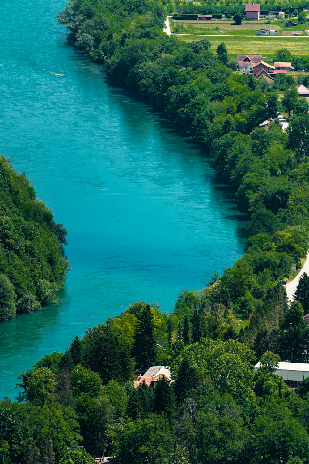 aerial view of green trees and body of water during daytime