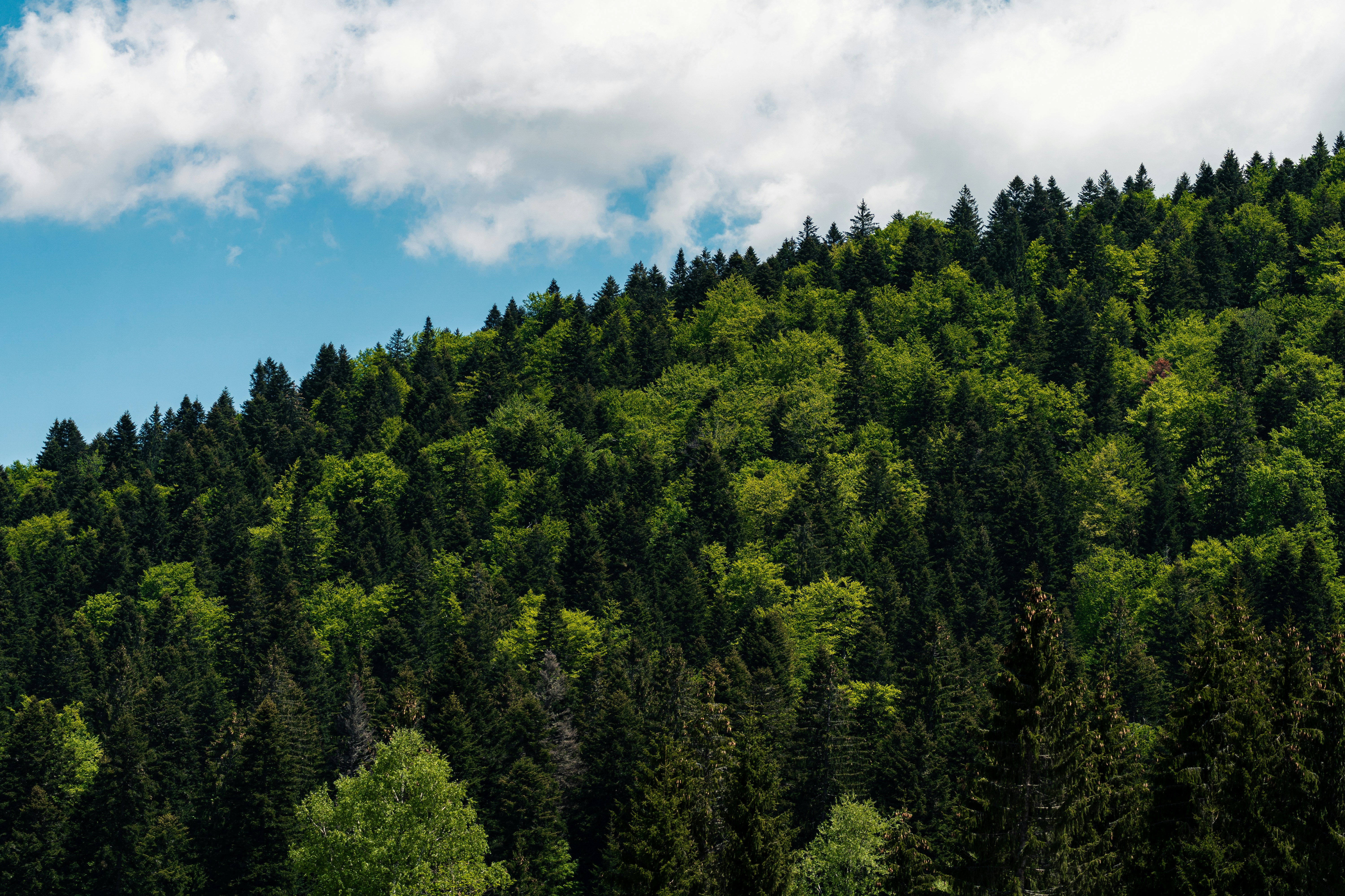 Mokra Gora, Serbia - None