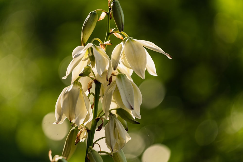 white and yellow flowers in tilt shift lens