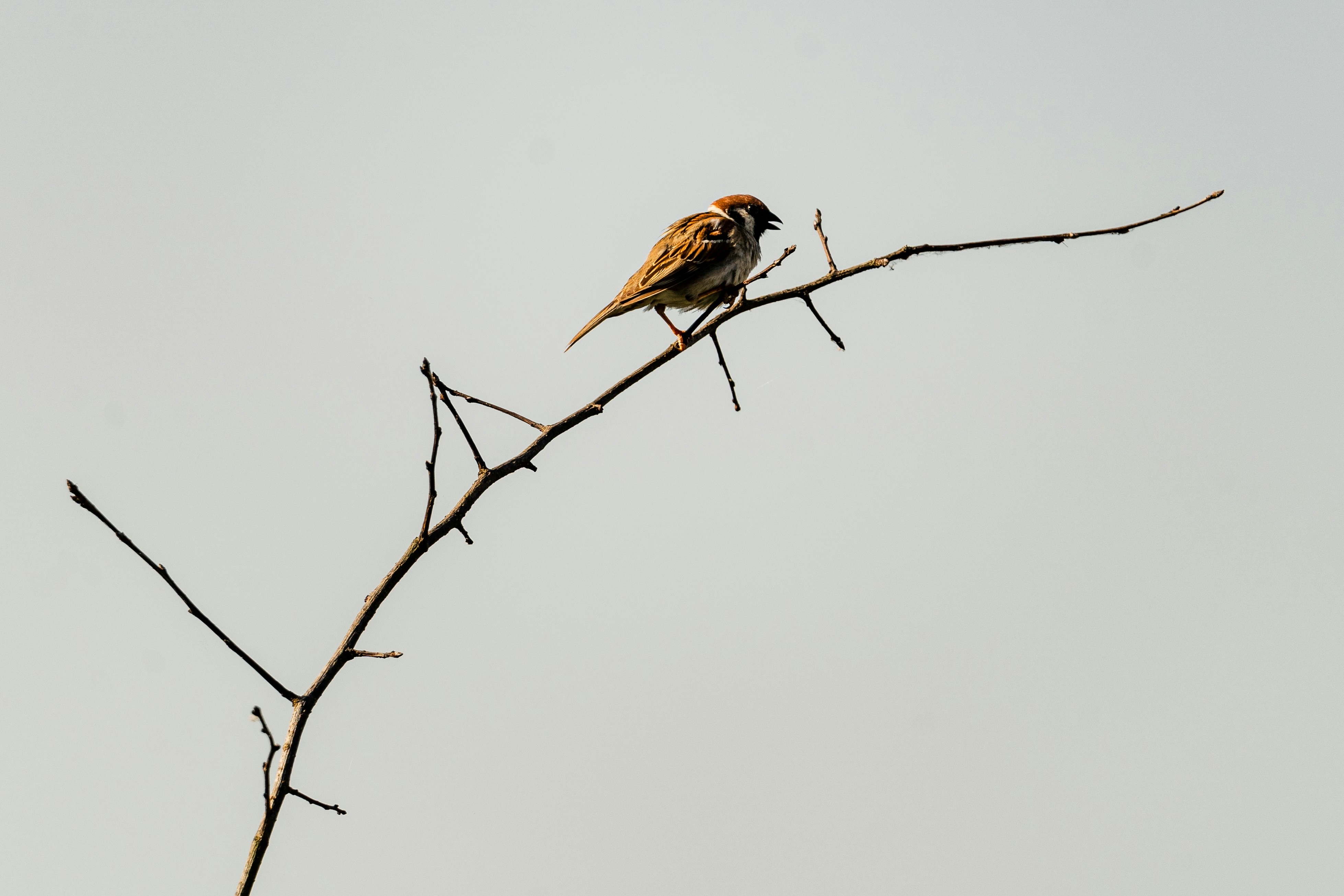 Photo by thestefankostic