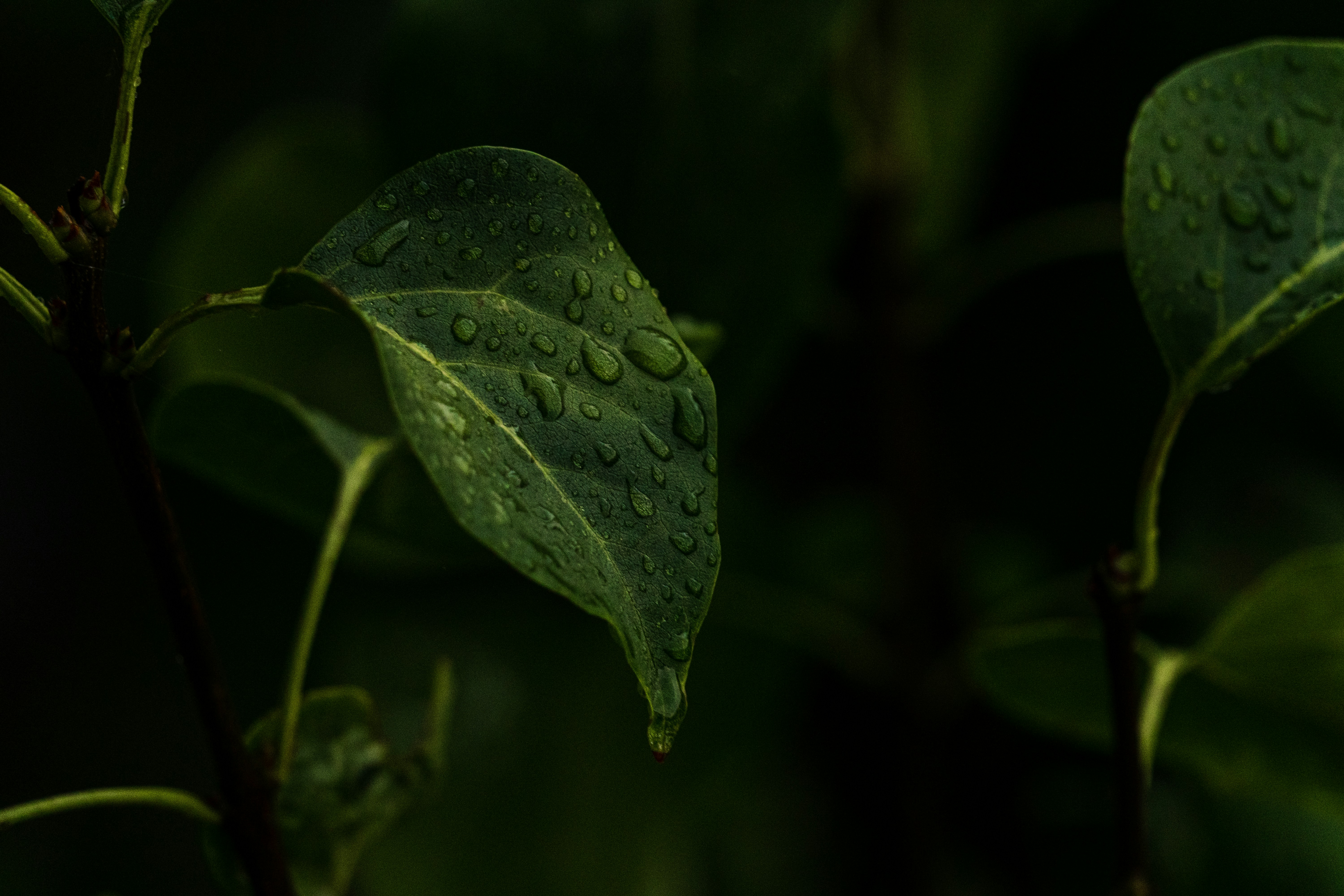 Photo by thestefankostic