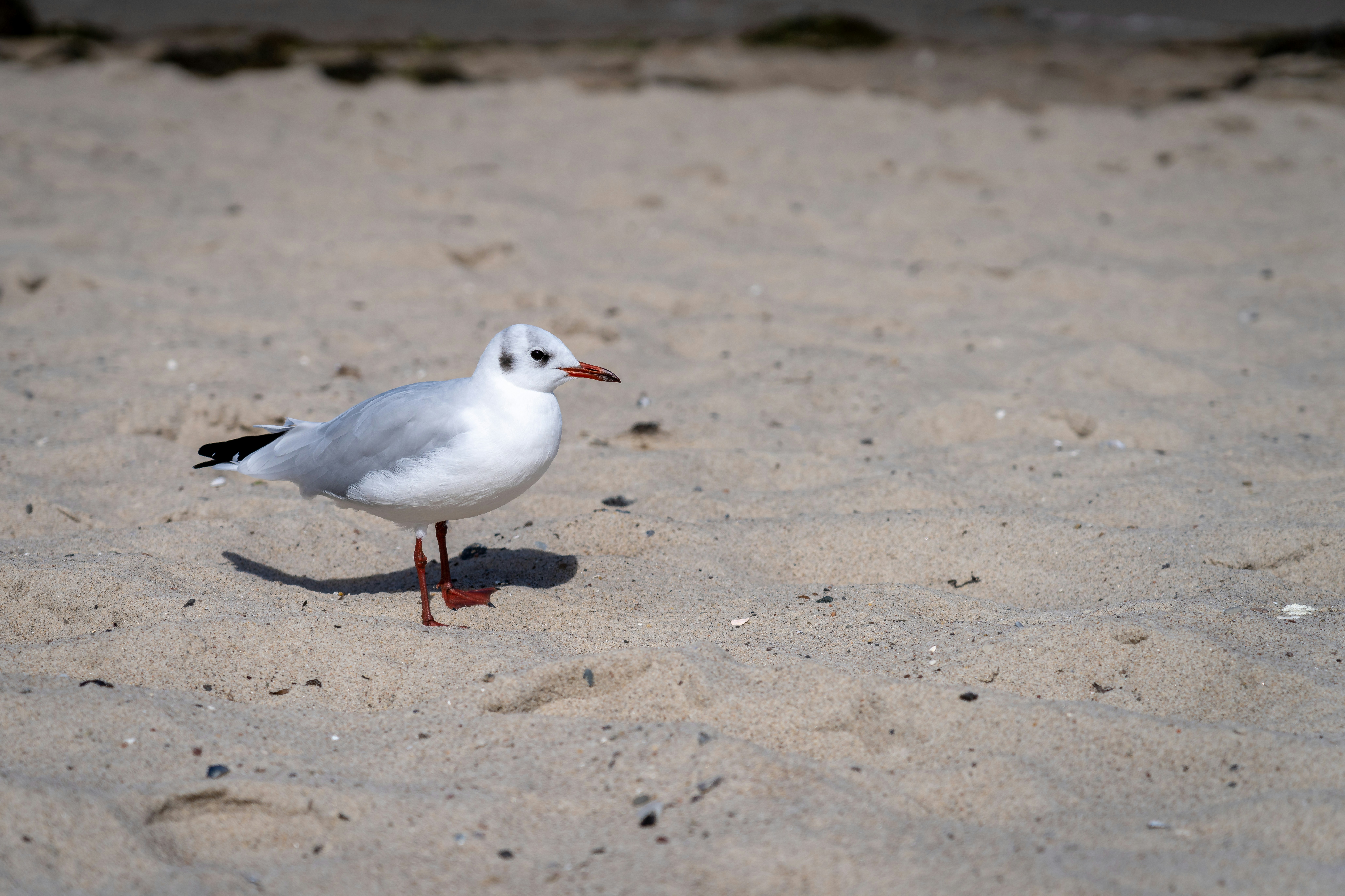 Photo by picture_scape