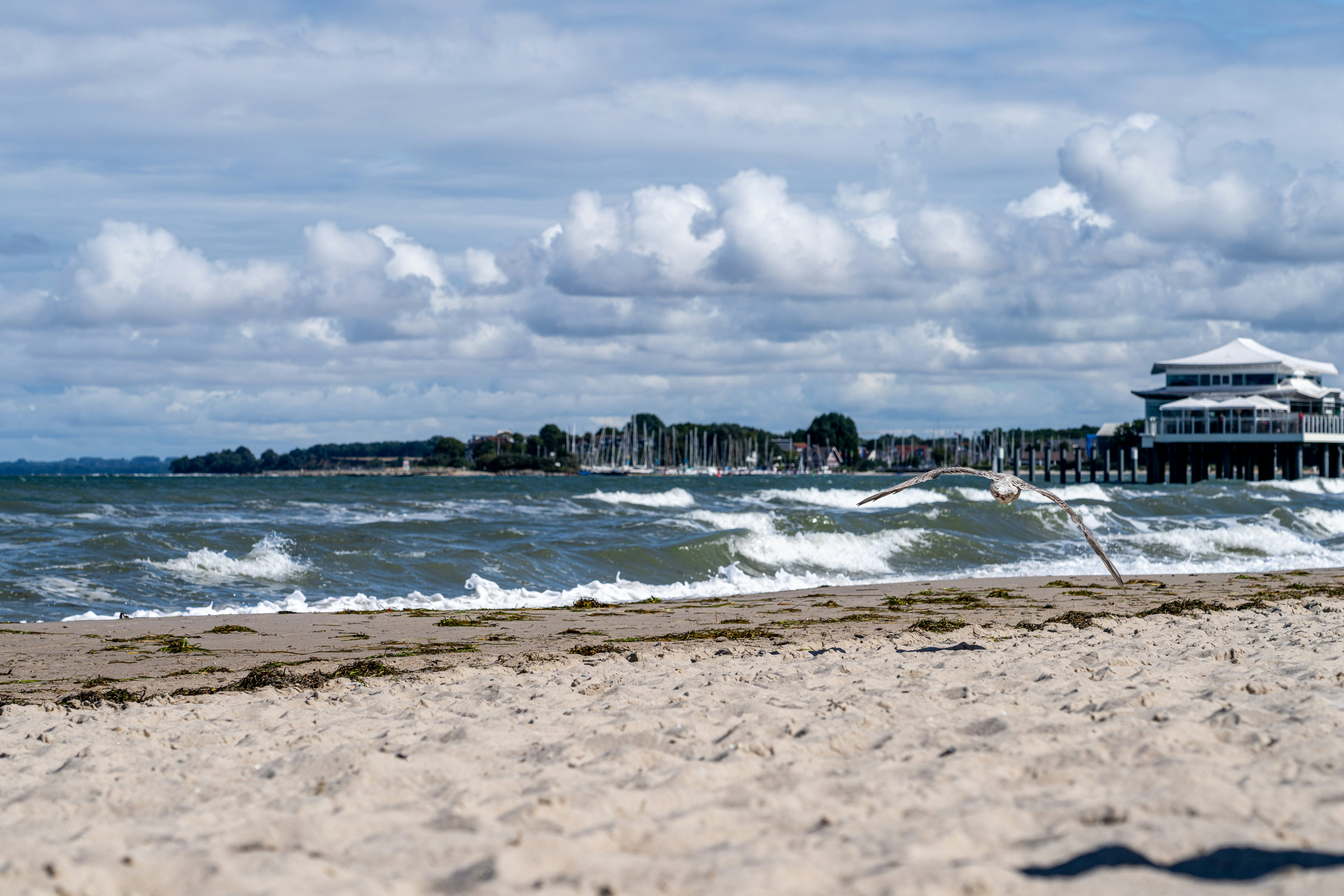 Ein Vogel, der über einen Strand am Meer fliegt