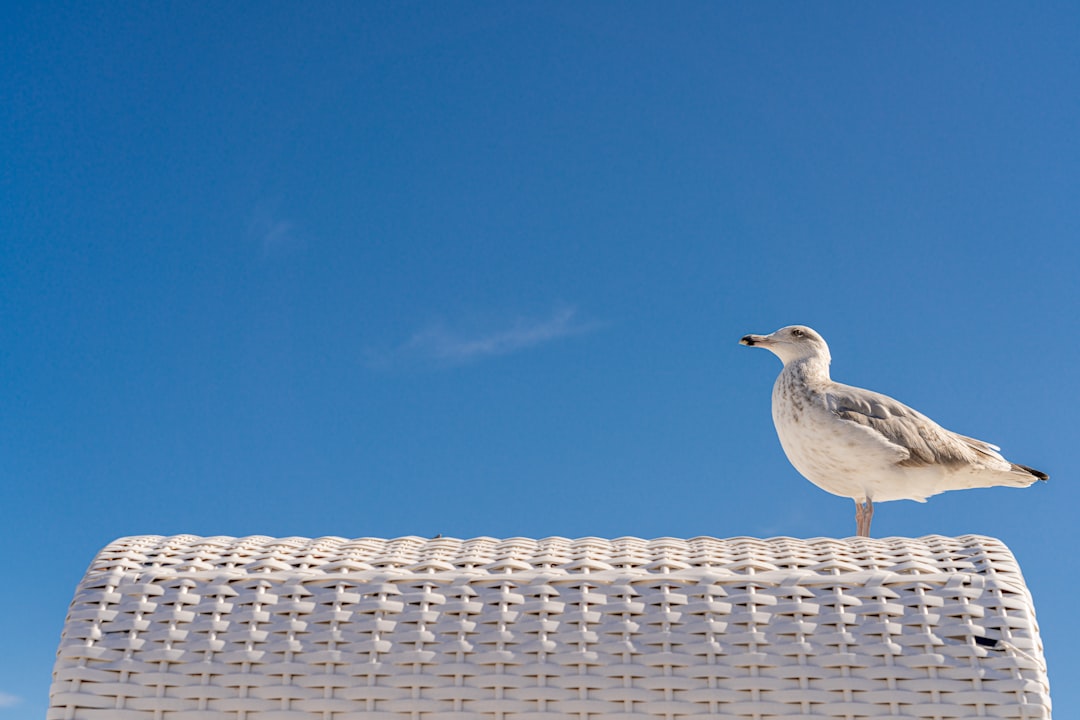 white bird on top of roof