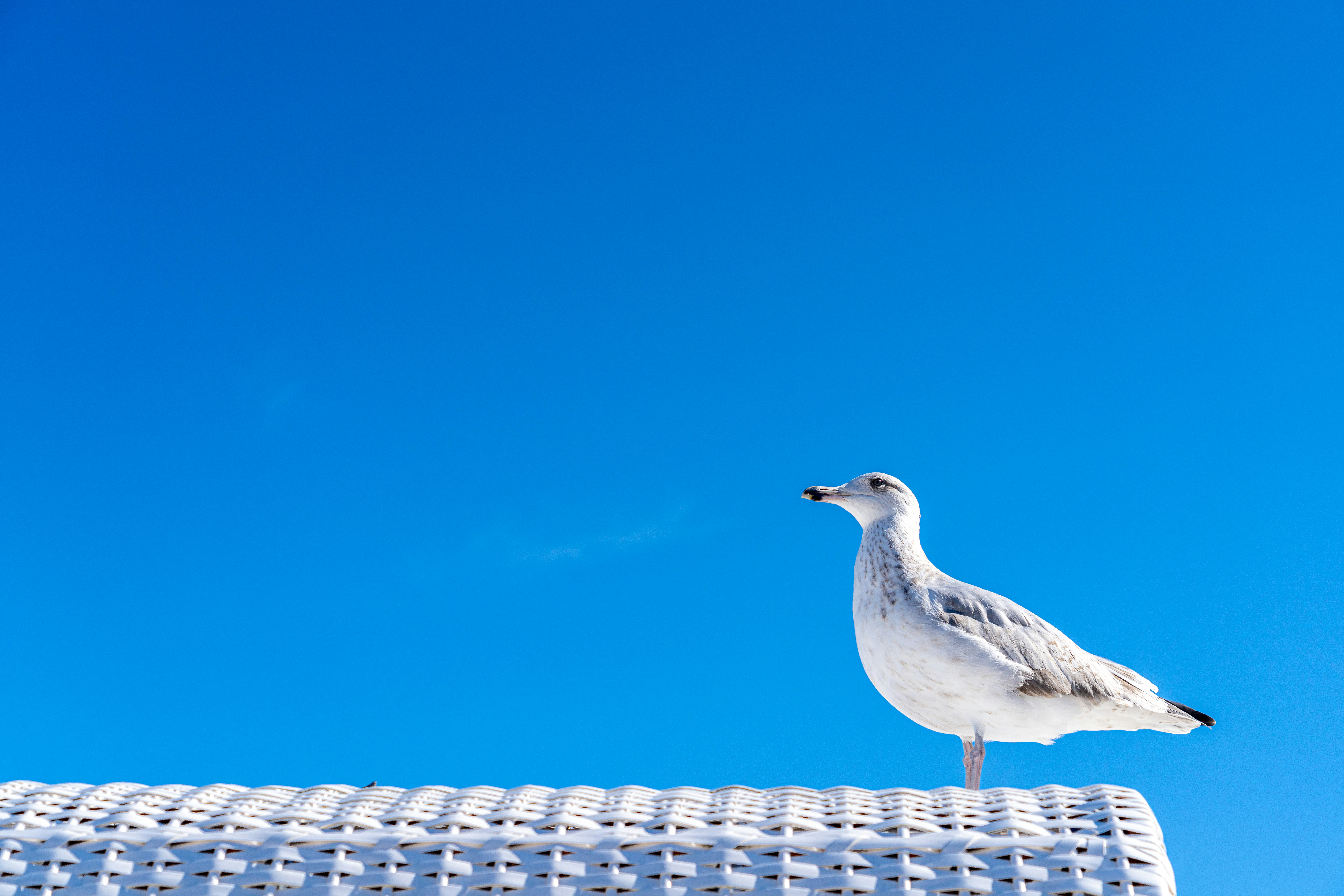 Photo by picture_scape