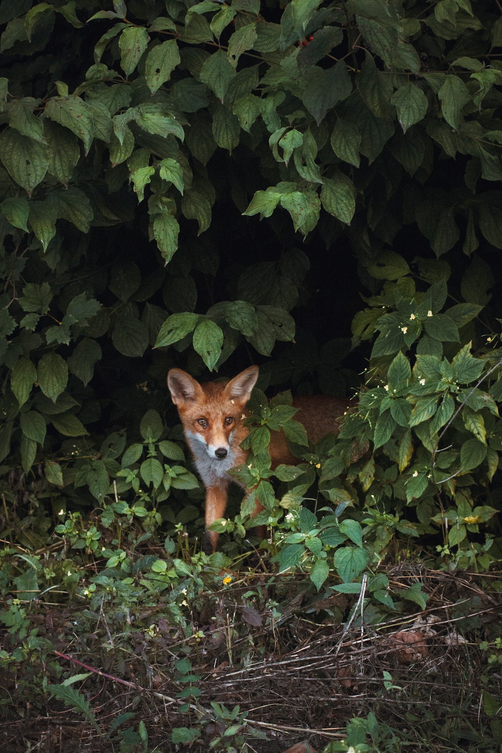 brown fox standing beside green plant