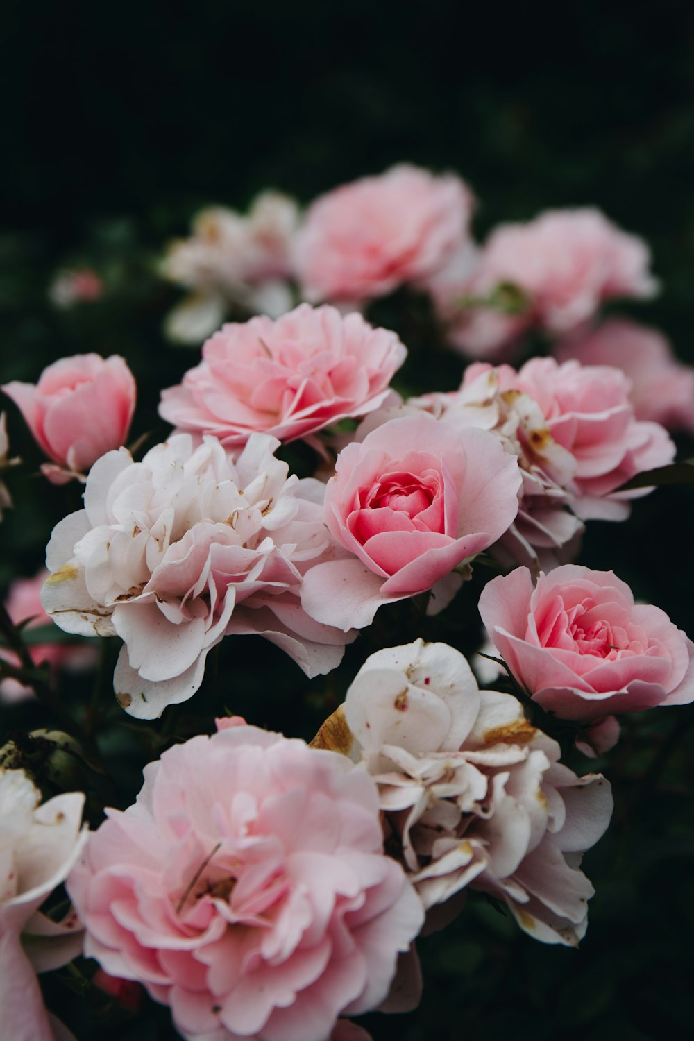 pink roses in close up photography