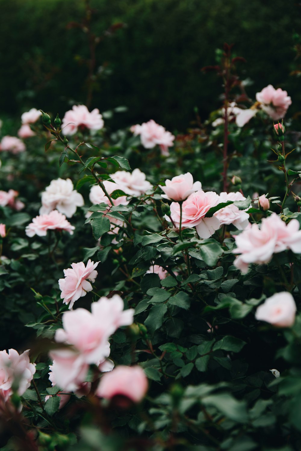 pink and white flowers in tilt shift lens