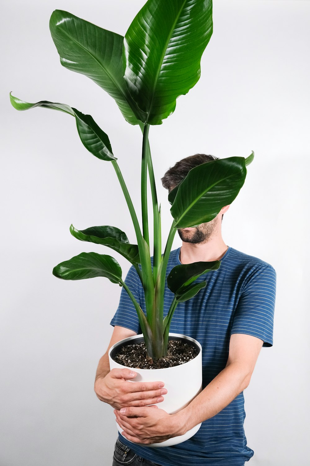 Planta verde en maceta azul