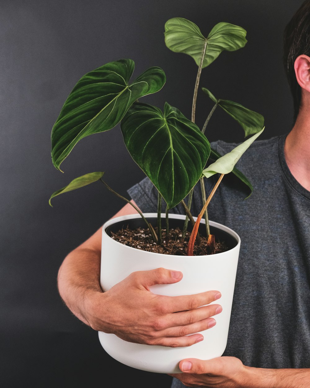 person holding green plant in white pot